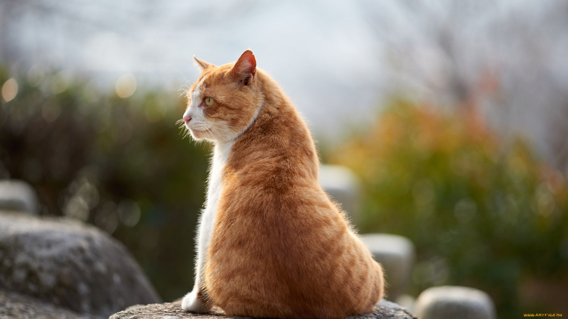 животные, коты, кот, рыжий, коте, взгляд, кошка, киса