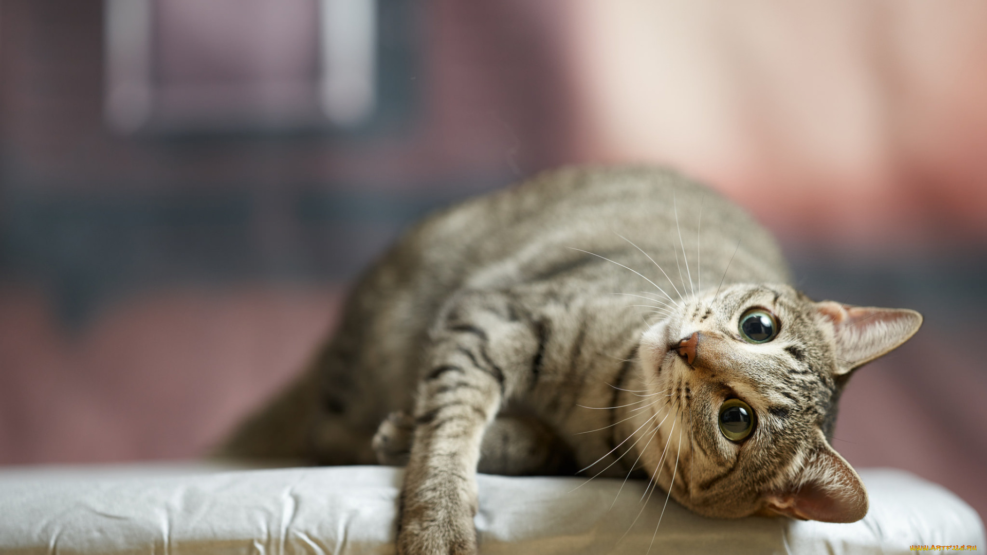 животные, коты, коте, кошка, кот, киса, взгляд