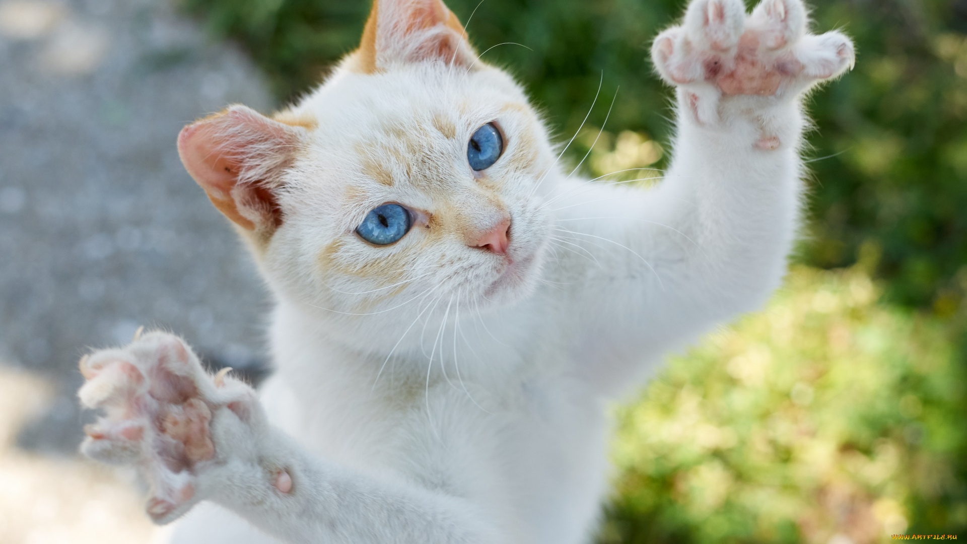 животные, коты, коте, кошка, взгляд, лапки, кот, киса