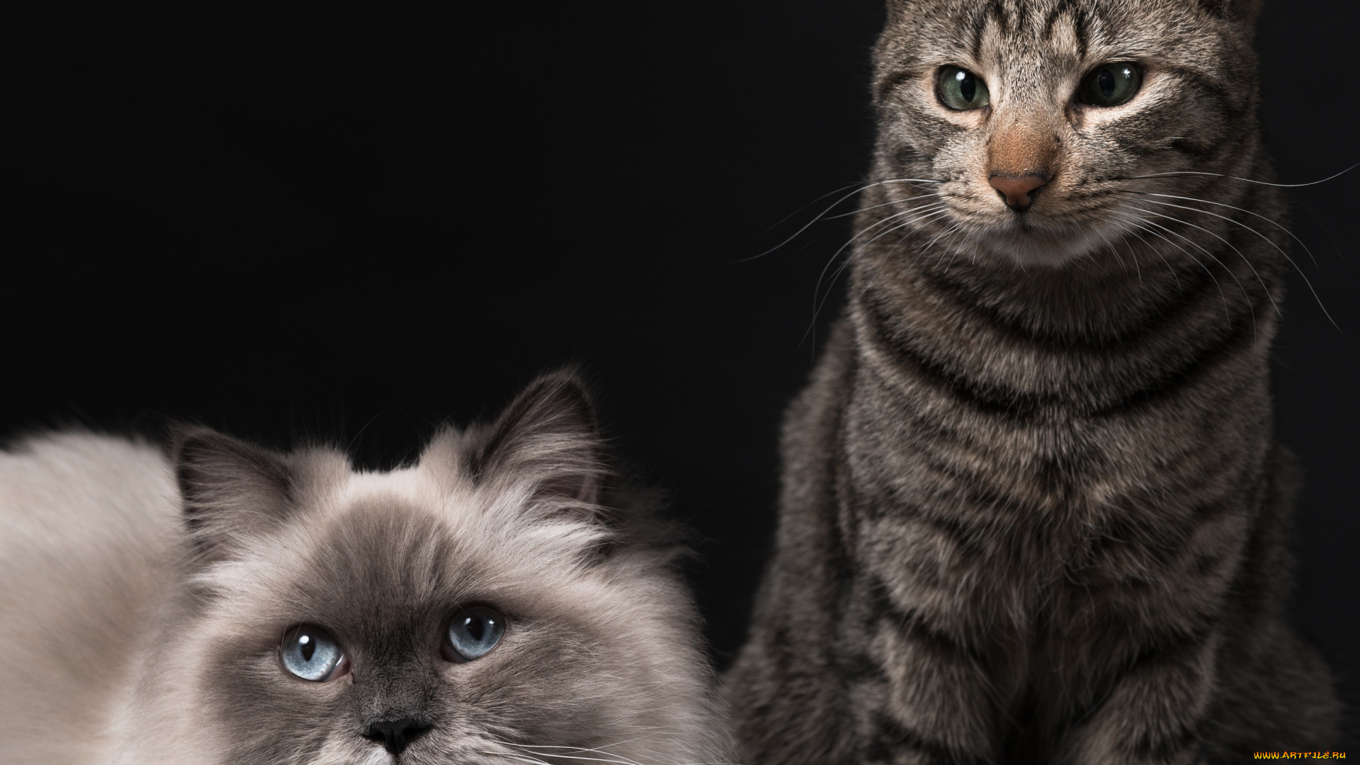 животные, коты, пара, тёмный, фон, кошки