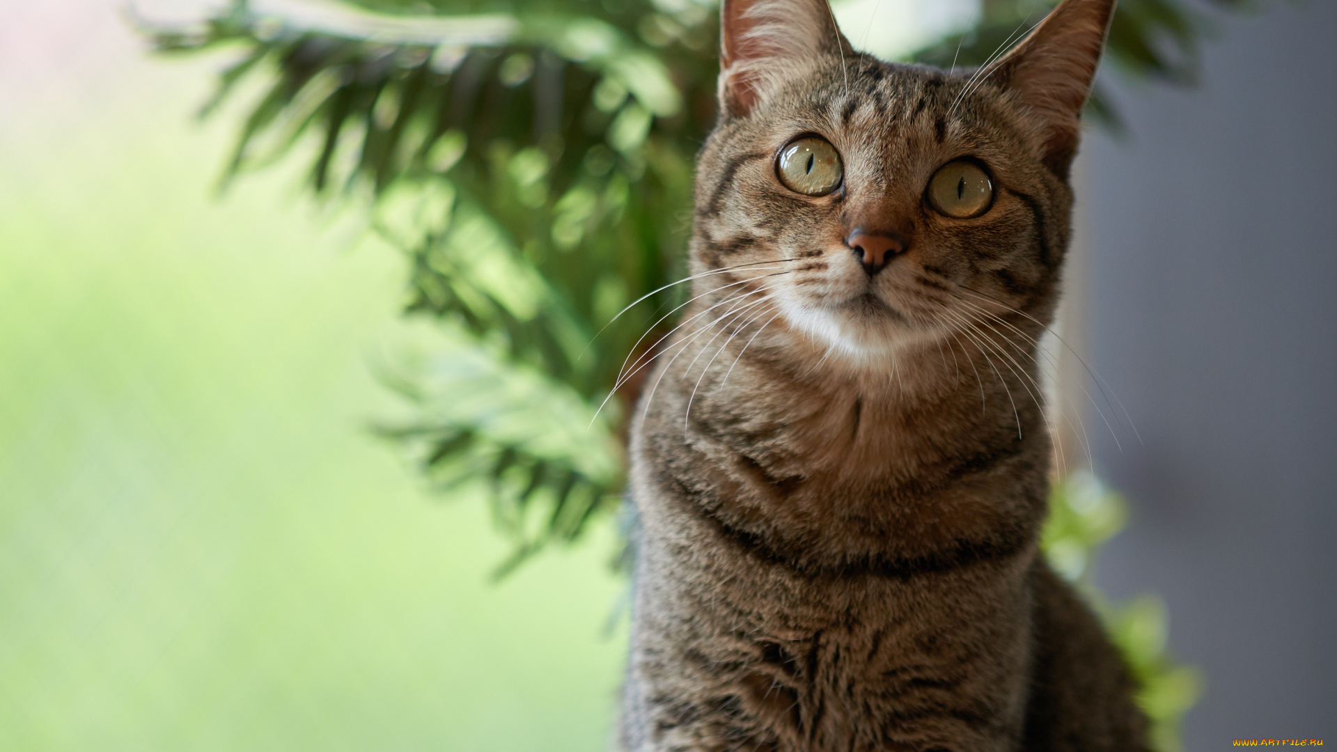 животные, коты, растеня, коте, взгляд, кошка, кот, киса
