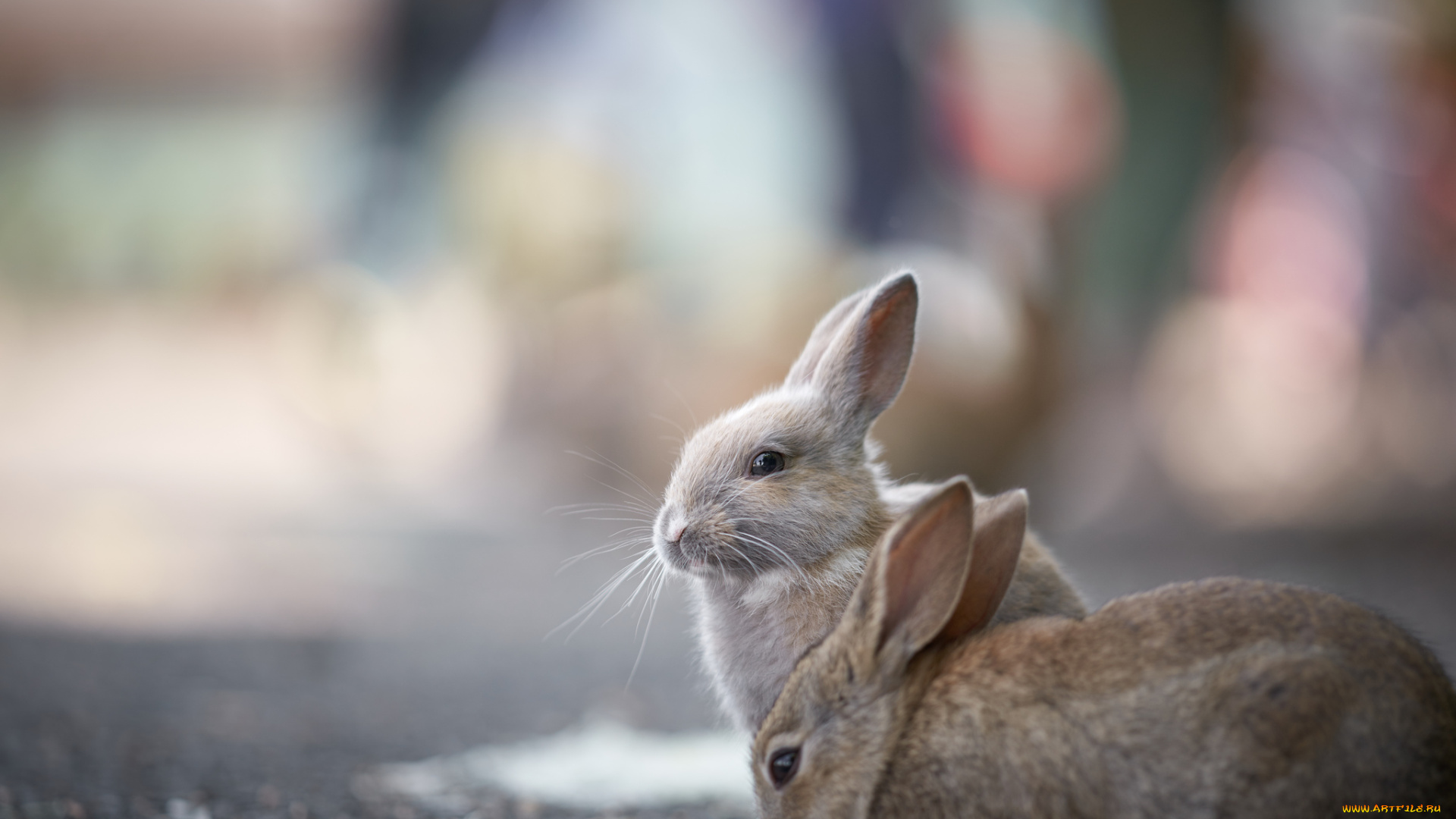 животные, кролики, , зайцы, пара, фон