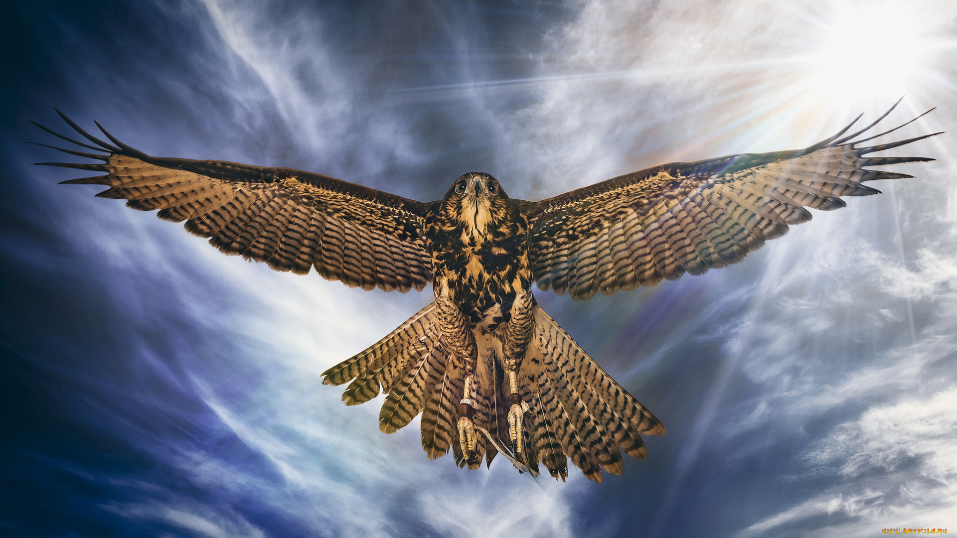 животные, птицы, -, хищники, полёт, крылья, птица, ястреб