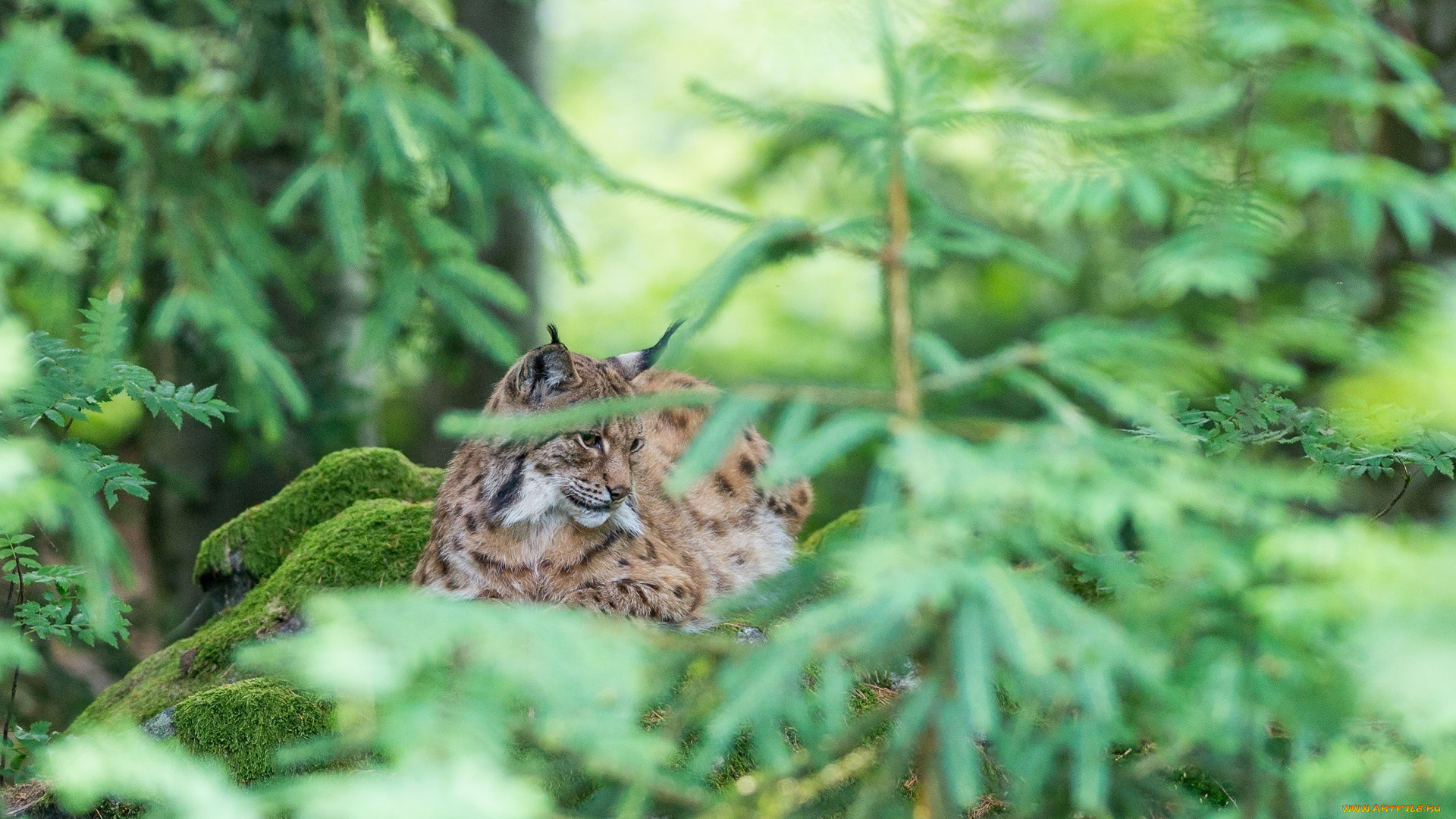животные, рыси, лес, хищник
