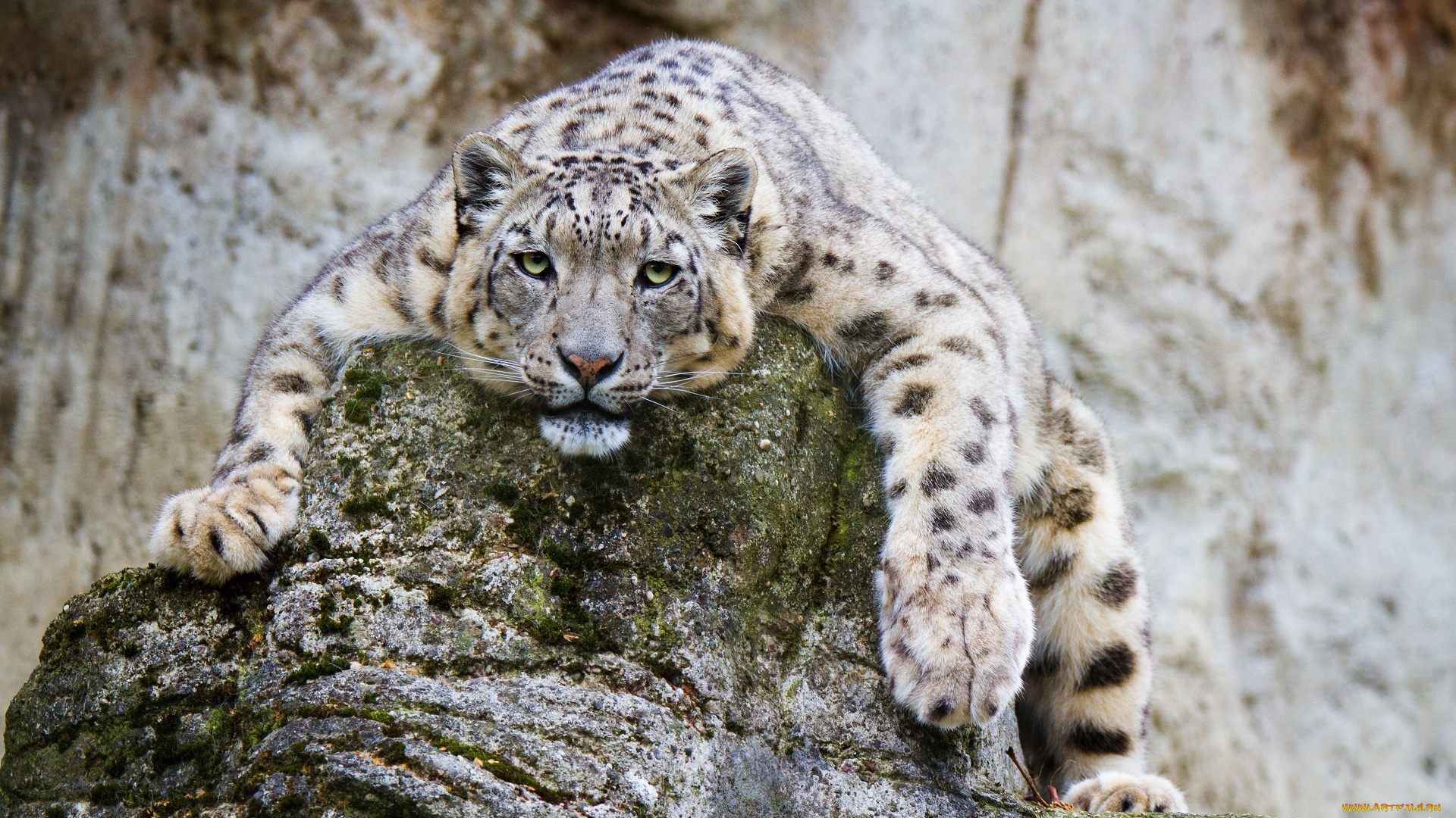 животные, снежный, барс, , ирбис, барс, морда, лапы, лежит, отдых, камни, скалы, зоопарк