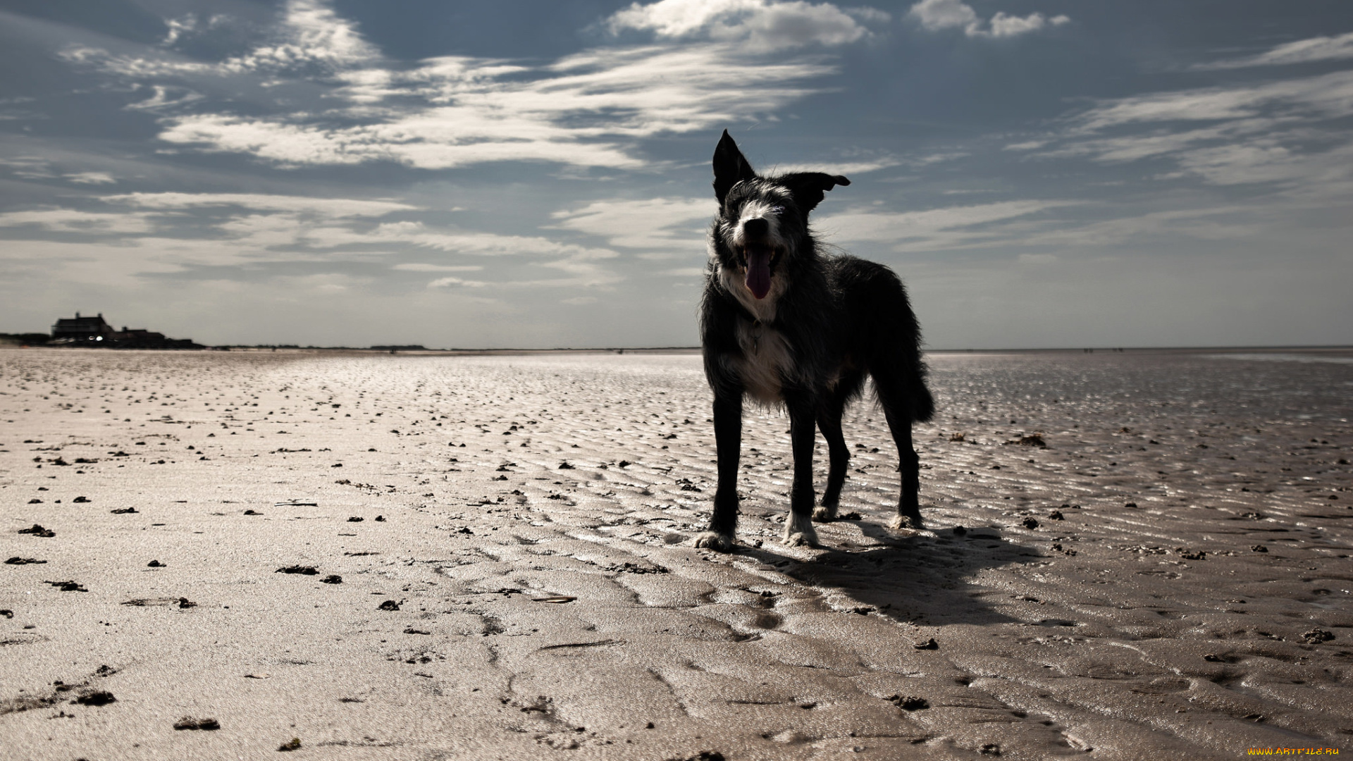 животные, собаки, друг, взгляд, собака, пляж
