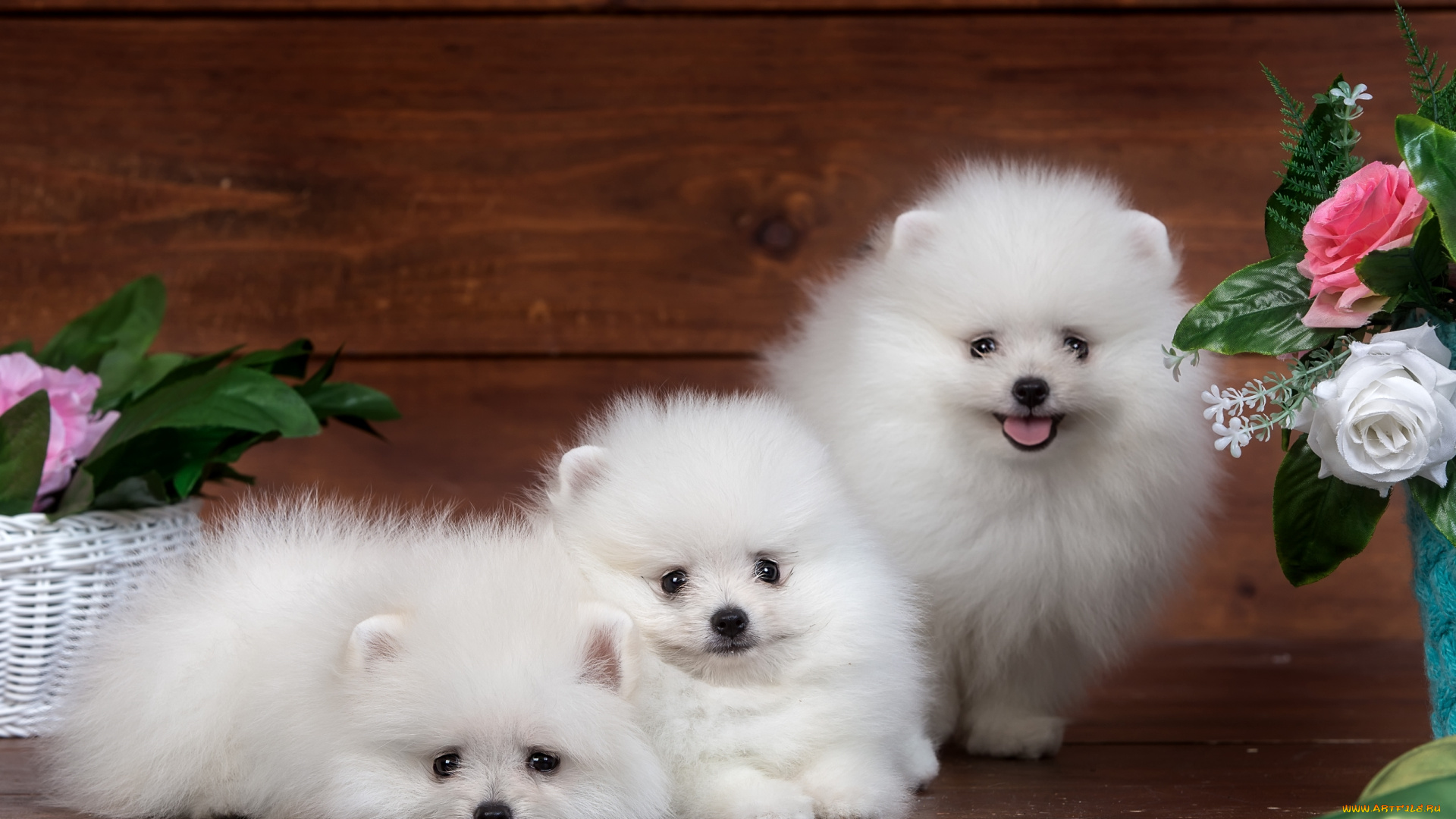 животные, собаки, пушистый, белый, забавные, милый, трио, щенок, цветы, шпиц