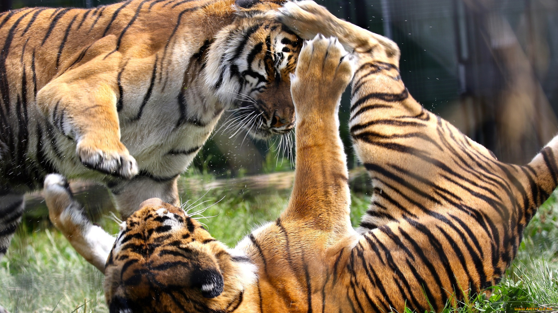 животные, тигры, драка, игра, зоопарк, кошки, парочка, разборки