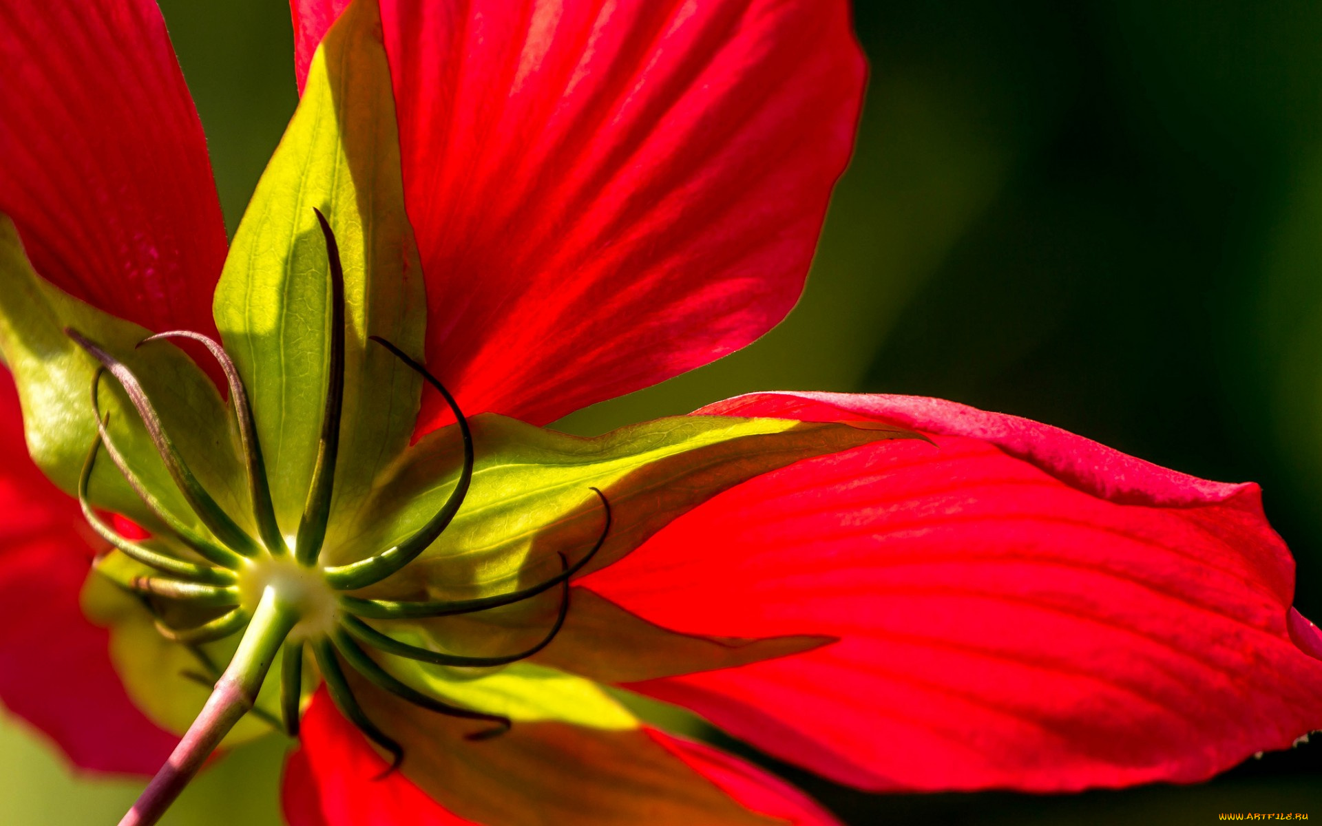 цветы, гибискусы, макро, красный, гибискус, лепестки, цветок