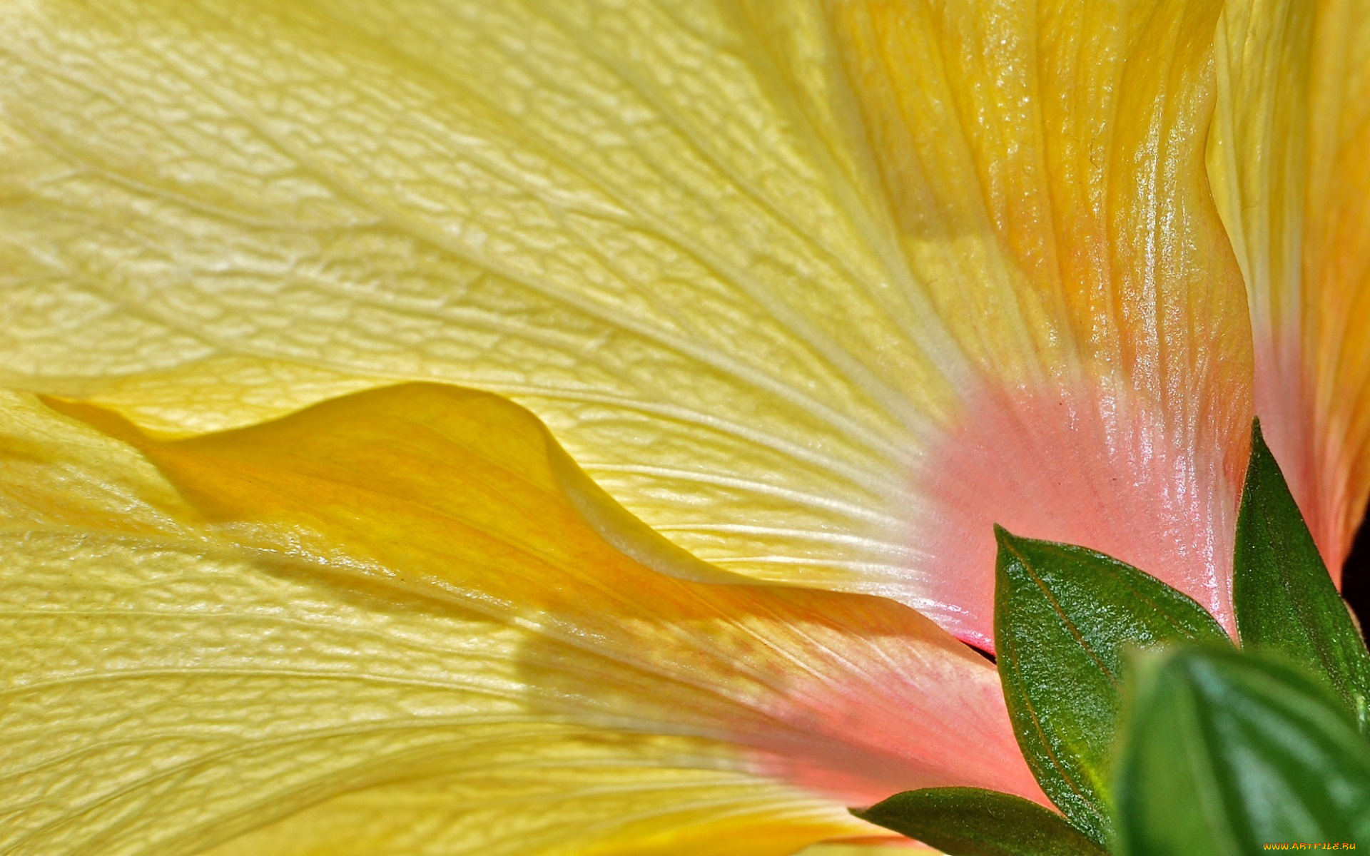 цветы, гибискусы, жёлтый, макро, лепестки, цветок, гибискус