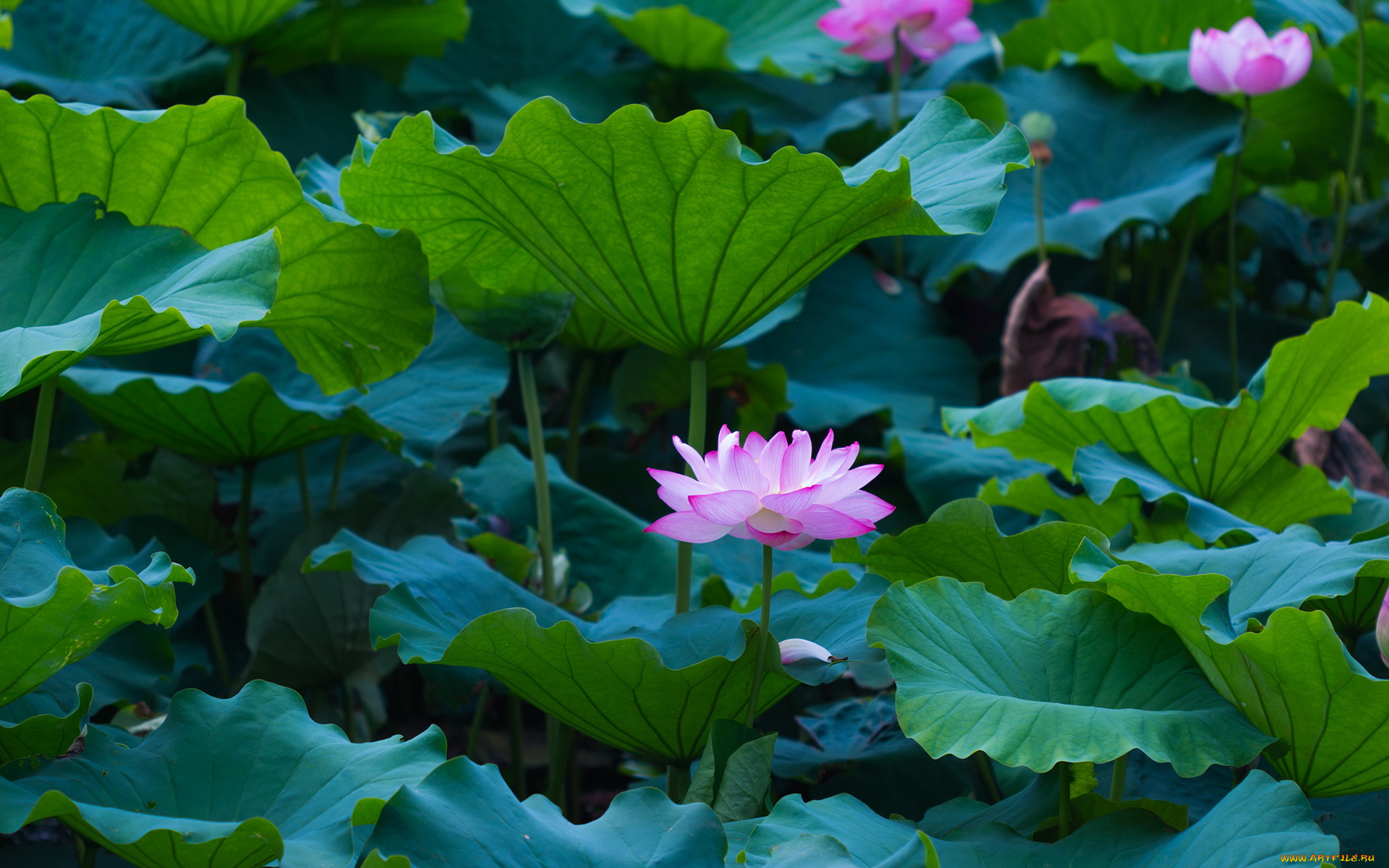 цветы, лотосы, листья, лепестки