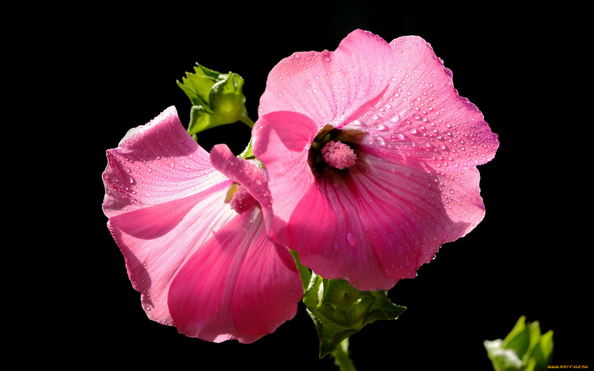 цветы, мальвы, роса, капли, макро, лепестки, мальва, краски