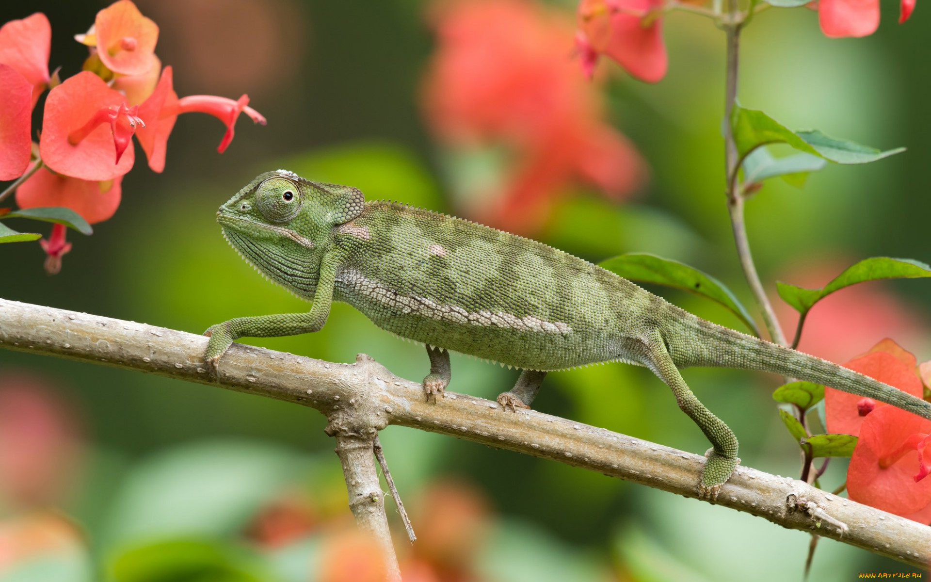 животные, хамелеоны, макро, цветы, ветка, хамелеон