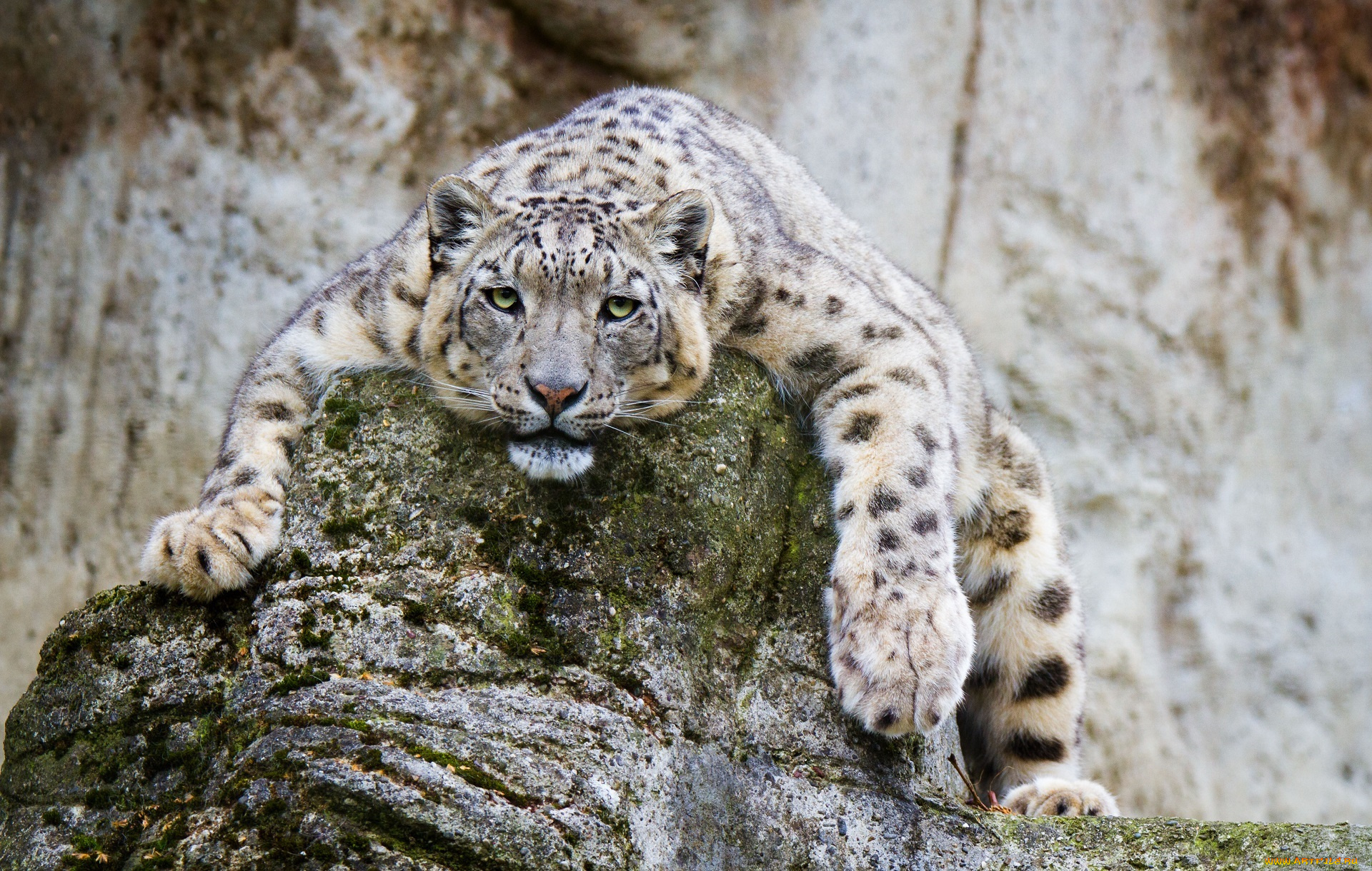 животные, снежный, барс, , ирбис, барс, морда, лапы, лежит, отдых, камни, скалы, зоопарк