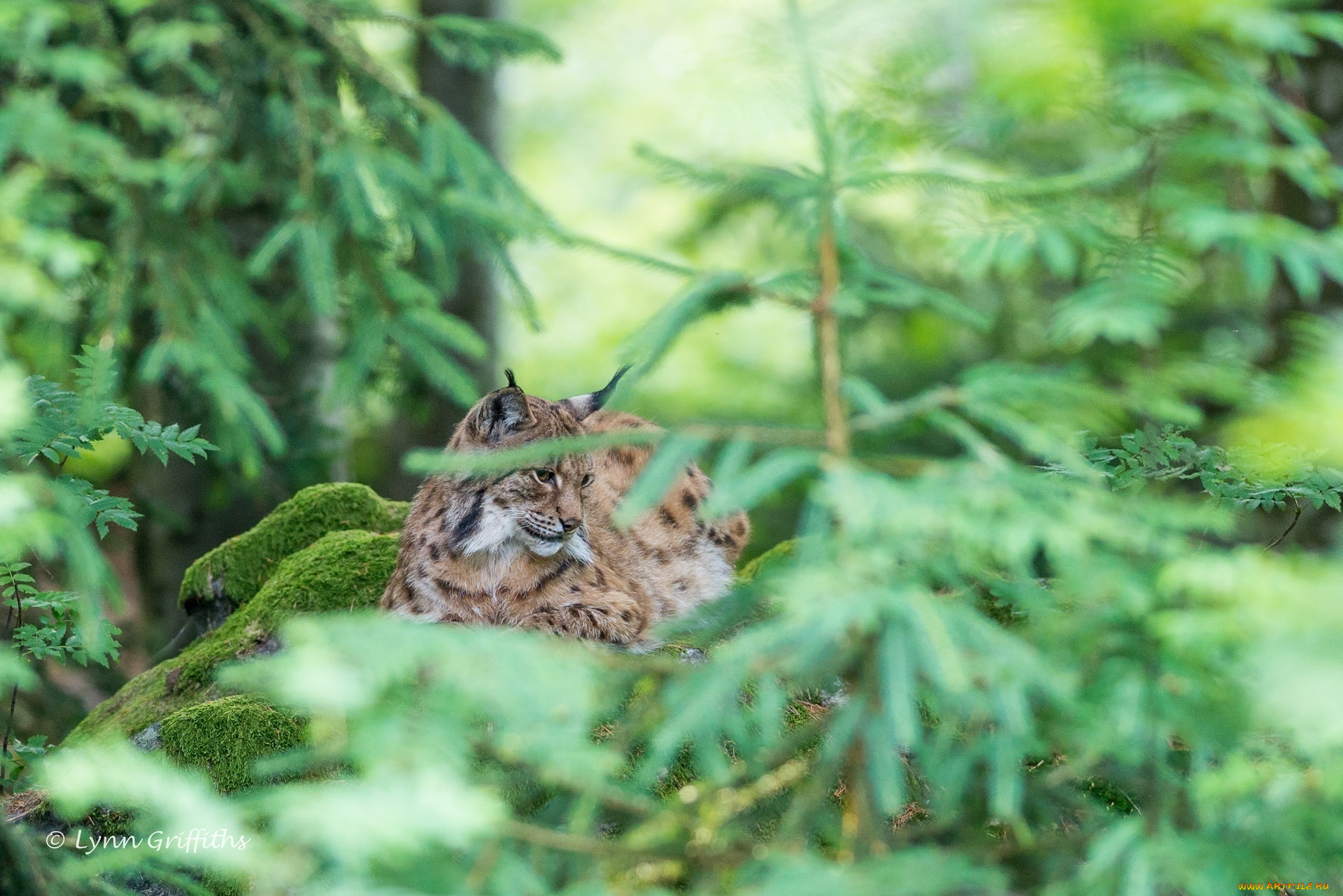животные, рыси, лес, хищник