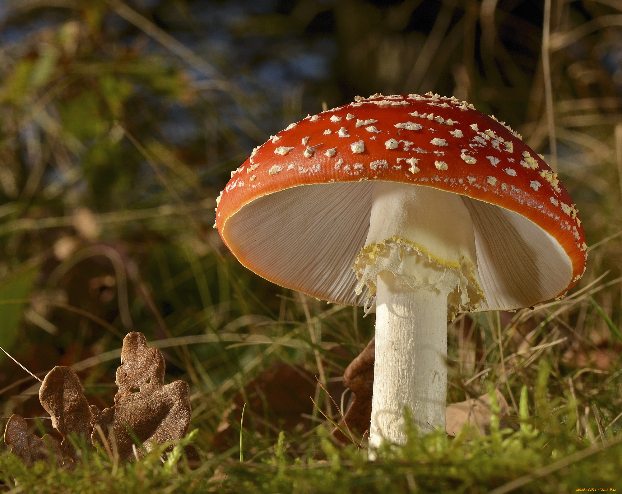 природа, грибы, , мухомор, грибок