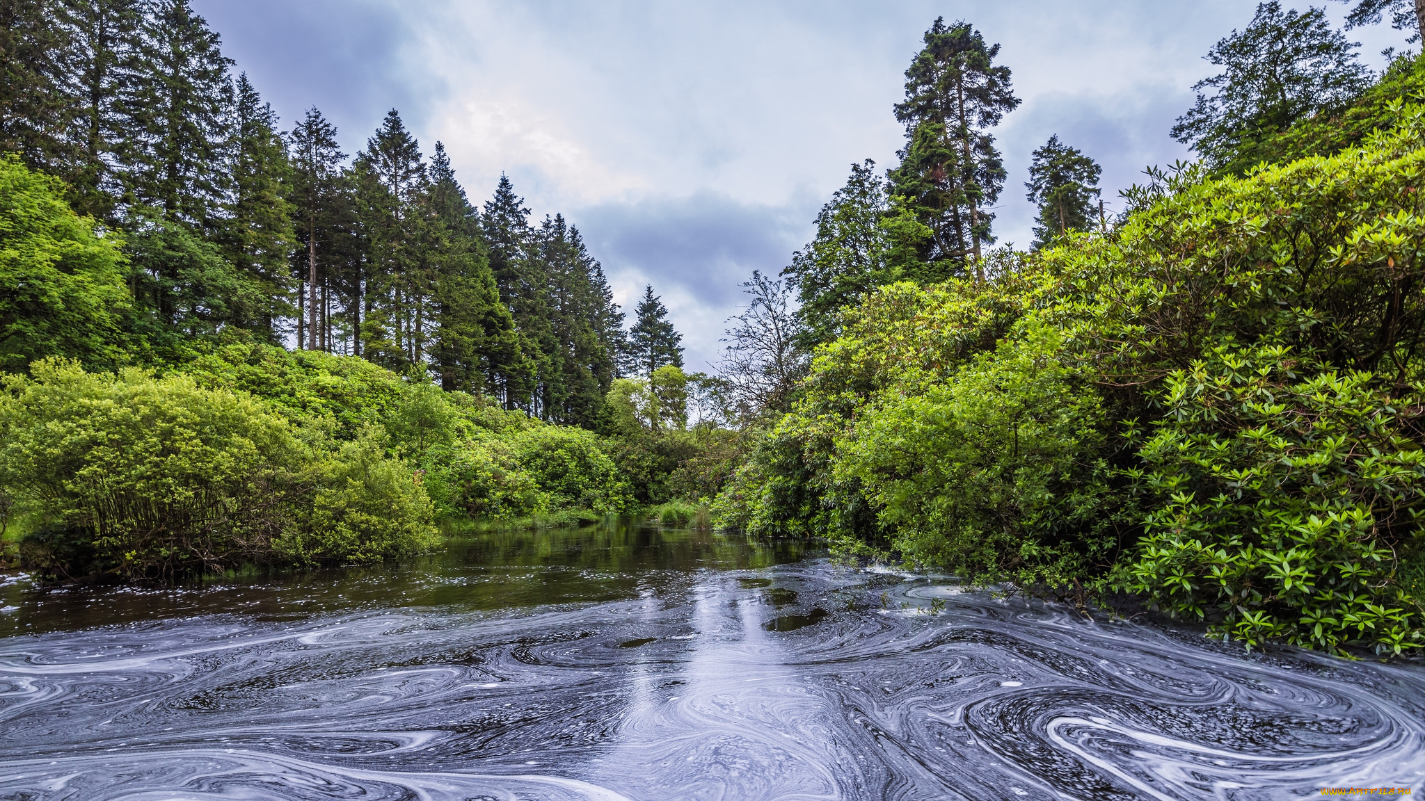 природа, реки, озера, река, лес