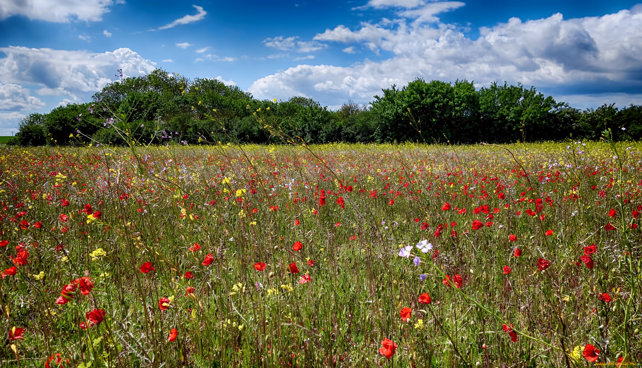природа, луга, лес, цветы, трава