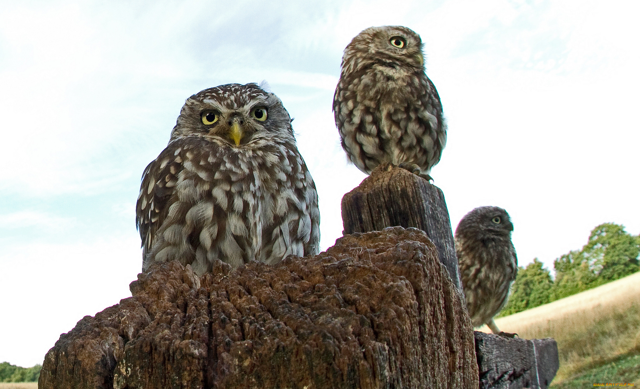 животные, совы, домовый, сыч, трио, птицы