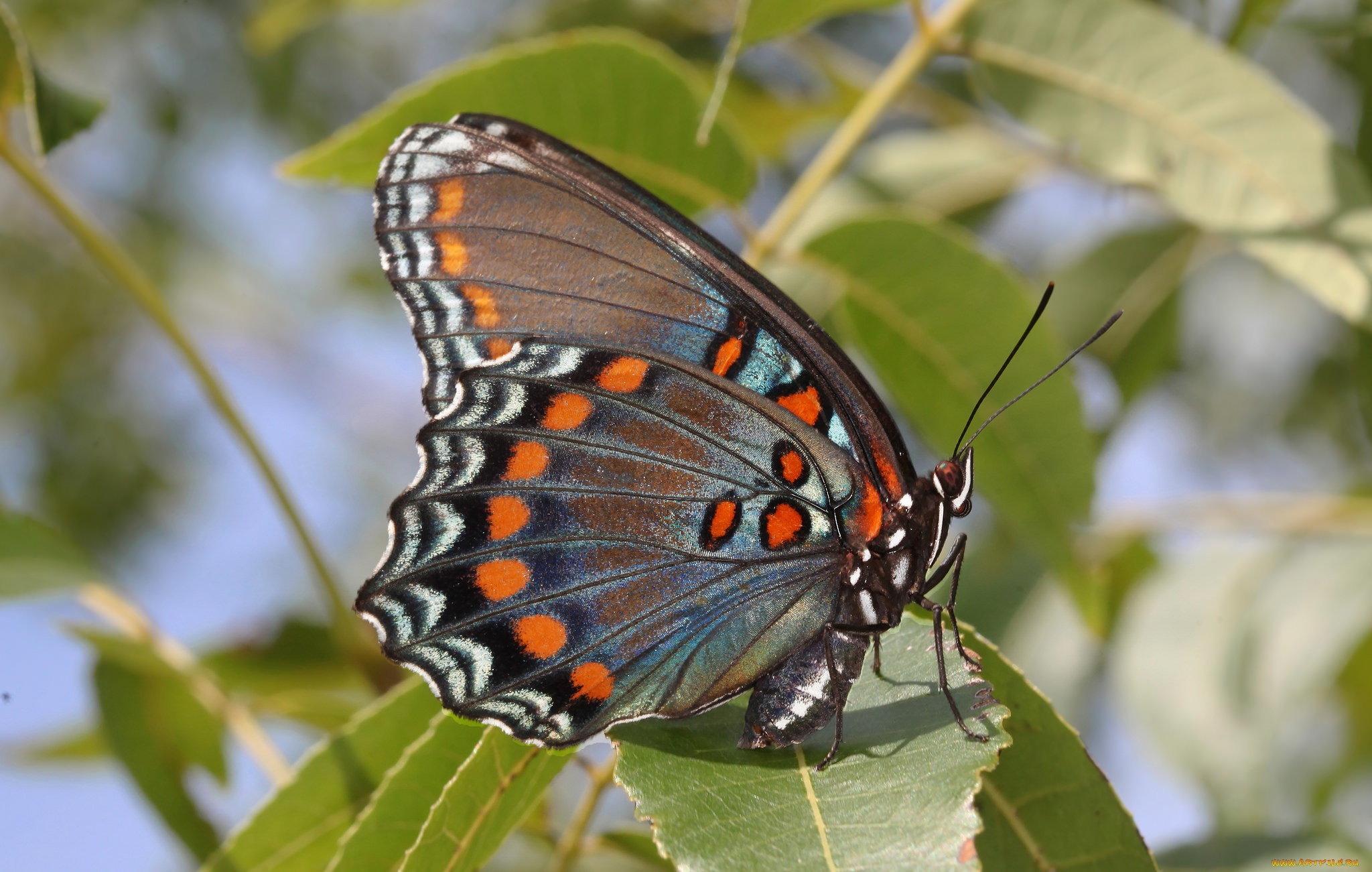 животные, бабочки, , мотыльки, , моли, бабочка