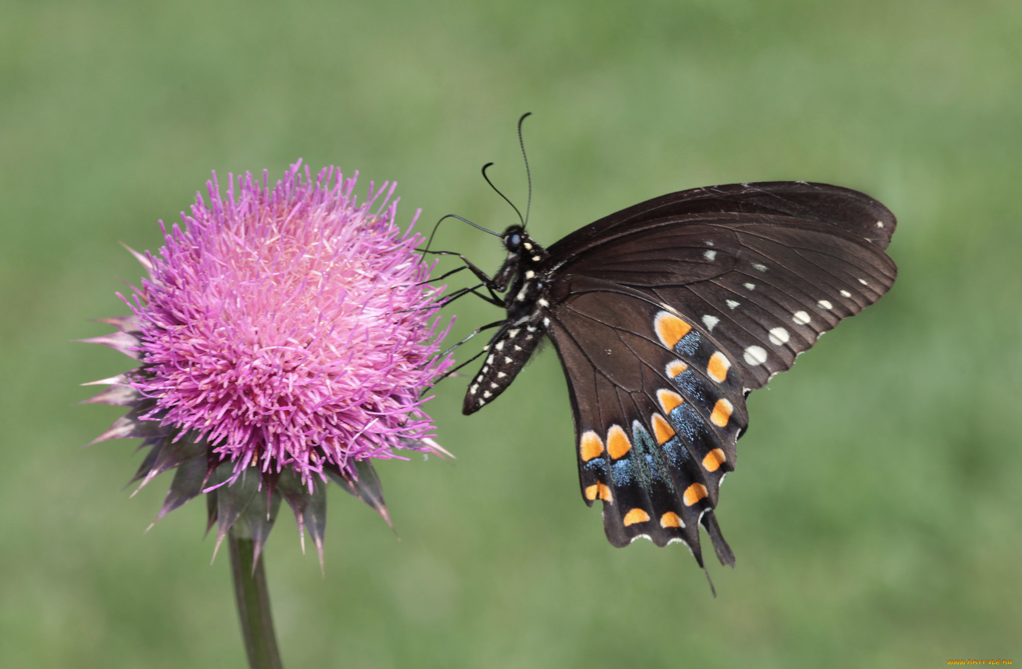 животные, бабочки, , мотыльки, , моли, бабочка