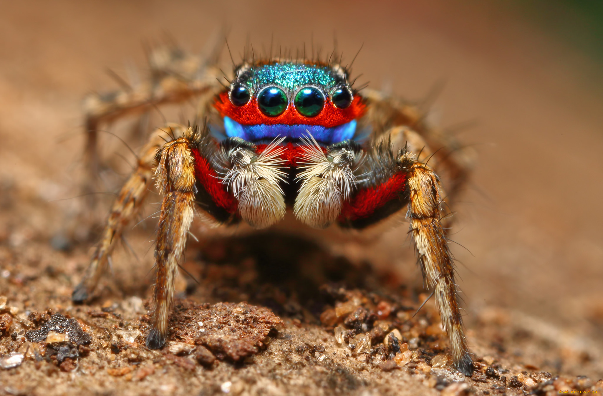 животные, пауки, паук, макро, лапки, глазки, фон, джампер