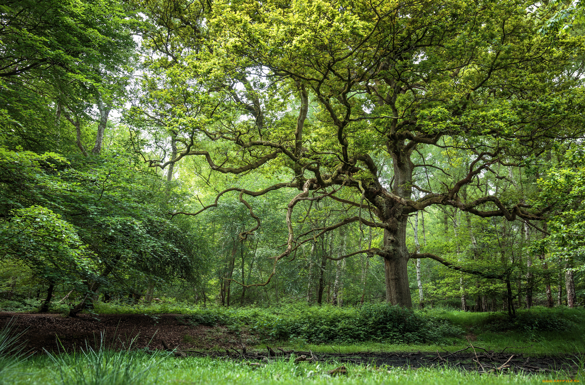природа, лес, трава, деревья