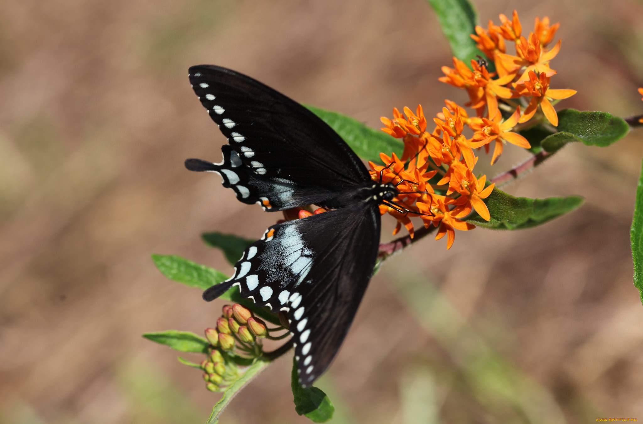животные, бабочки, , мотыльки, , моли, бабочка