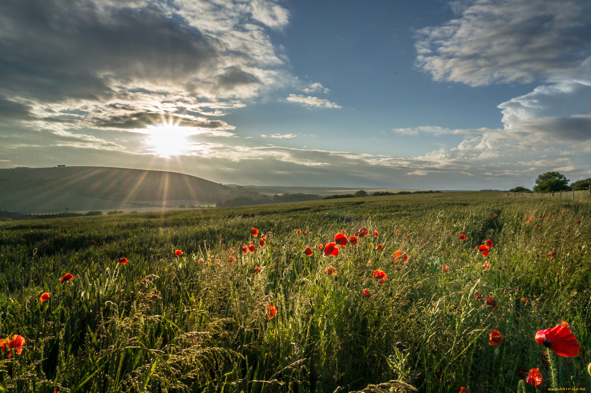 природа, восходы, закаты, рассвет, цветы, трава, лес