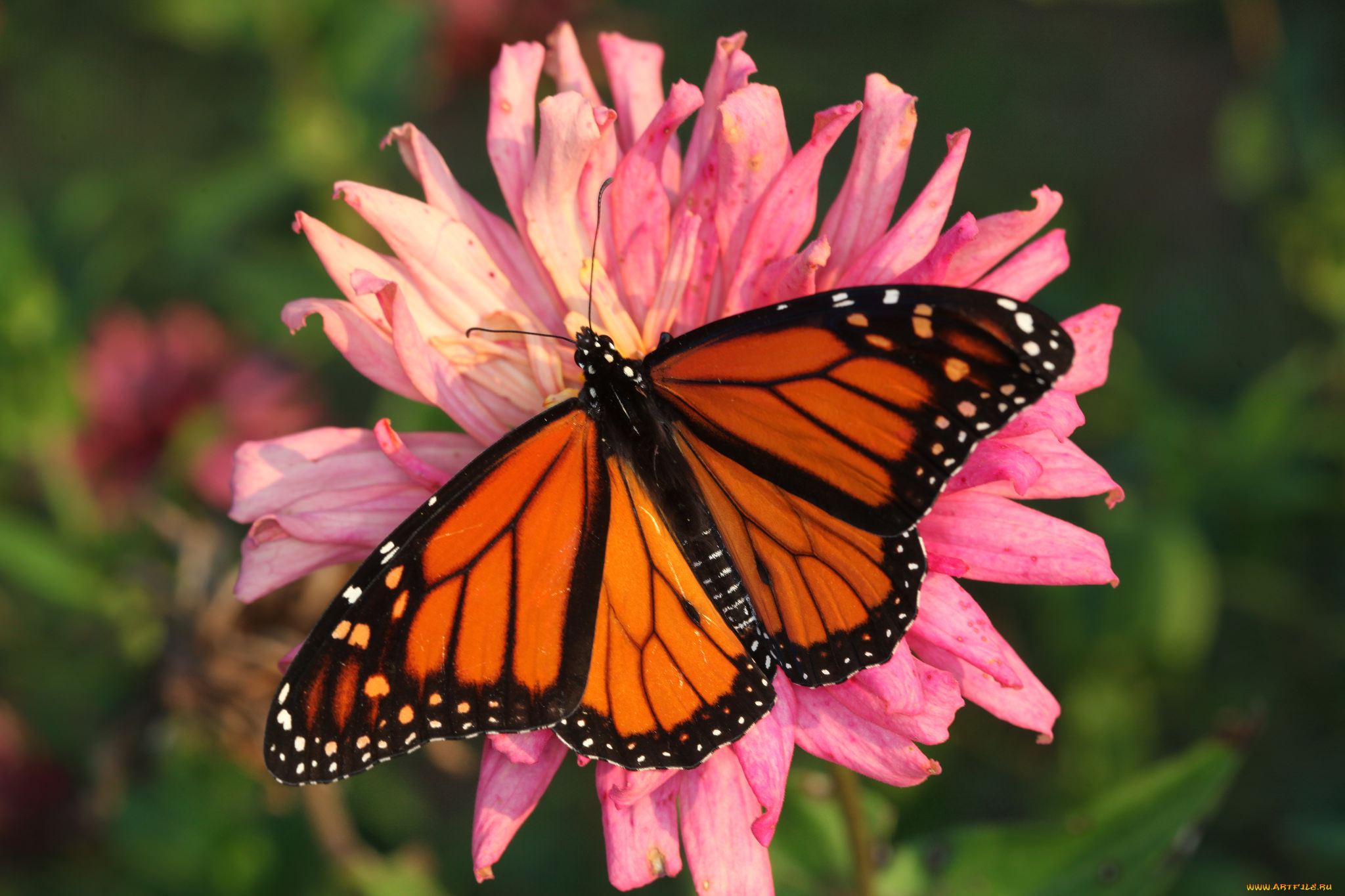 животные, бабочки, , мотыльки, , моли, бабочка