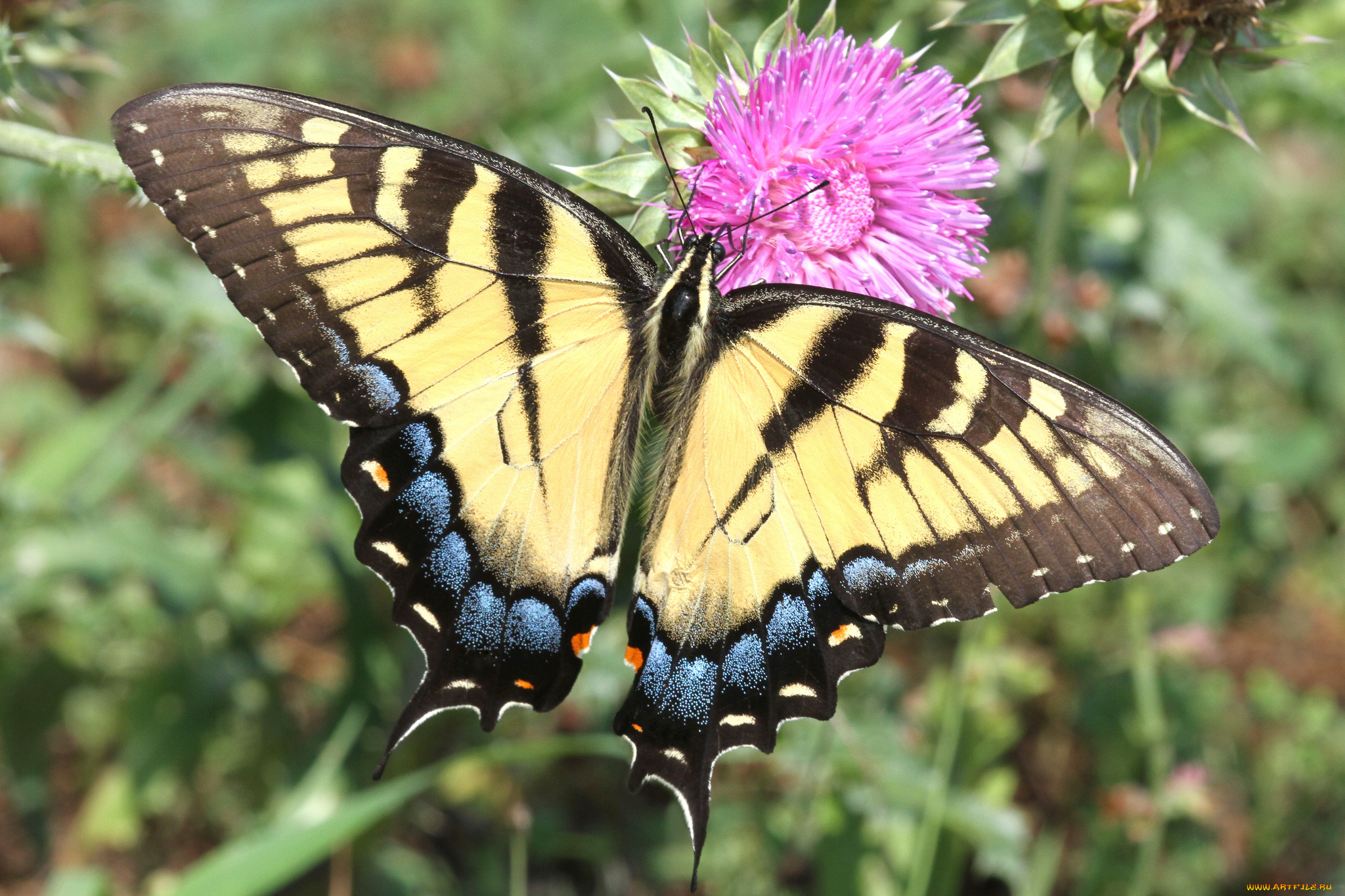 животные, бабочки, , мотыльки, , моли, бабочка