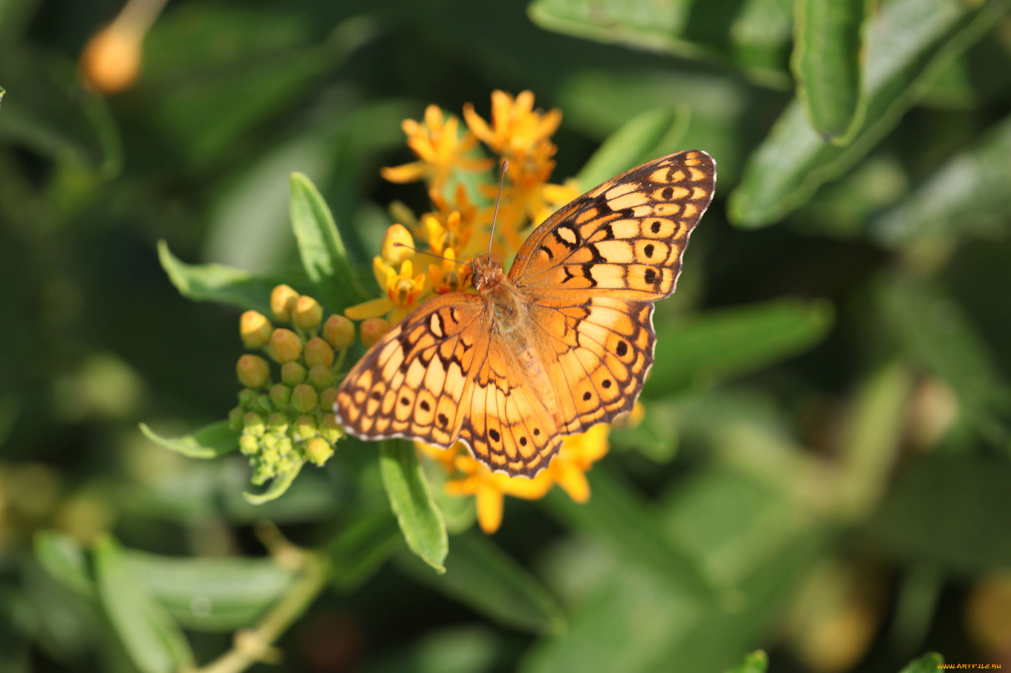 животные, бабочки, , мотыльки, , моли, бабочка