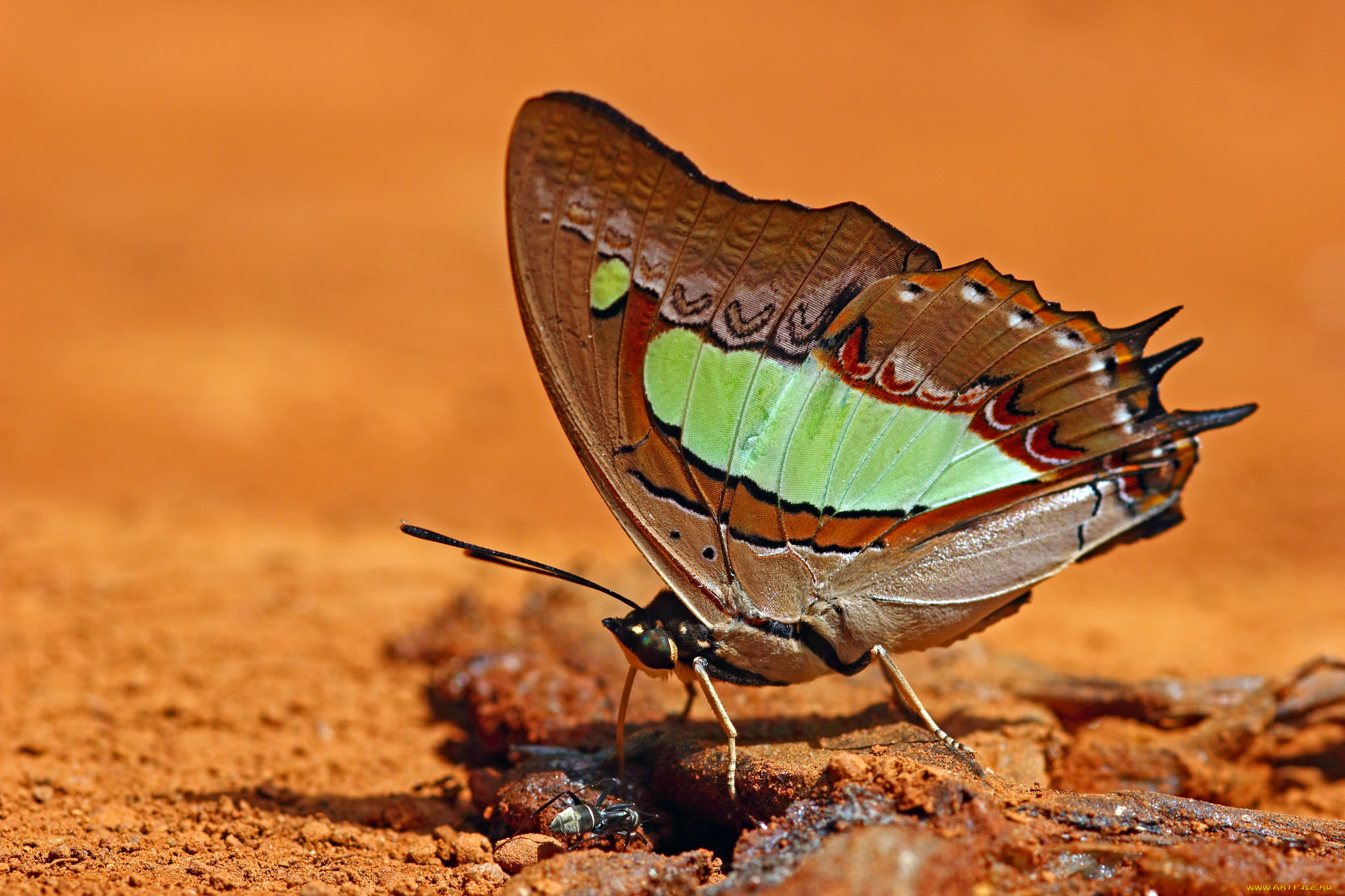 животные, бабочки, , мотыльки, , моли, макро, бабочка, крылья