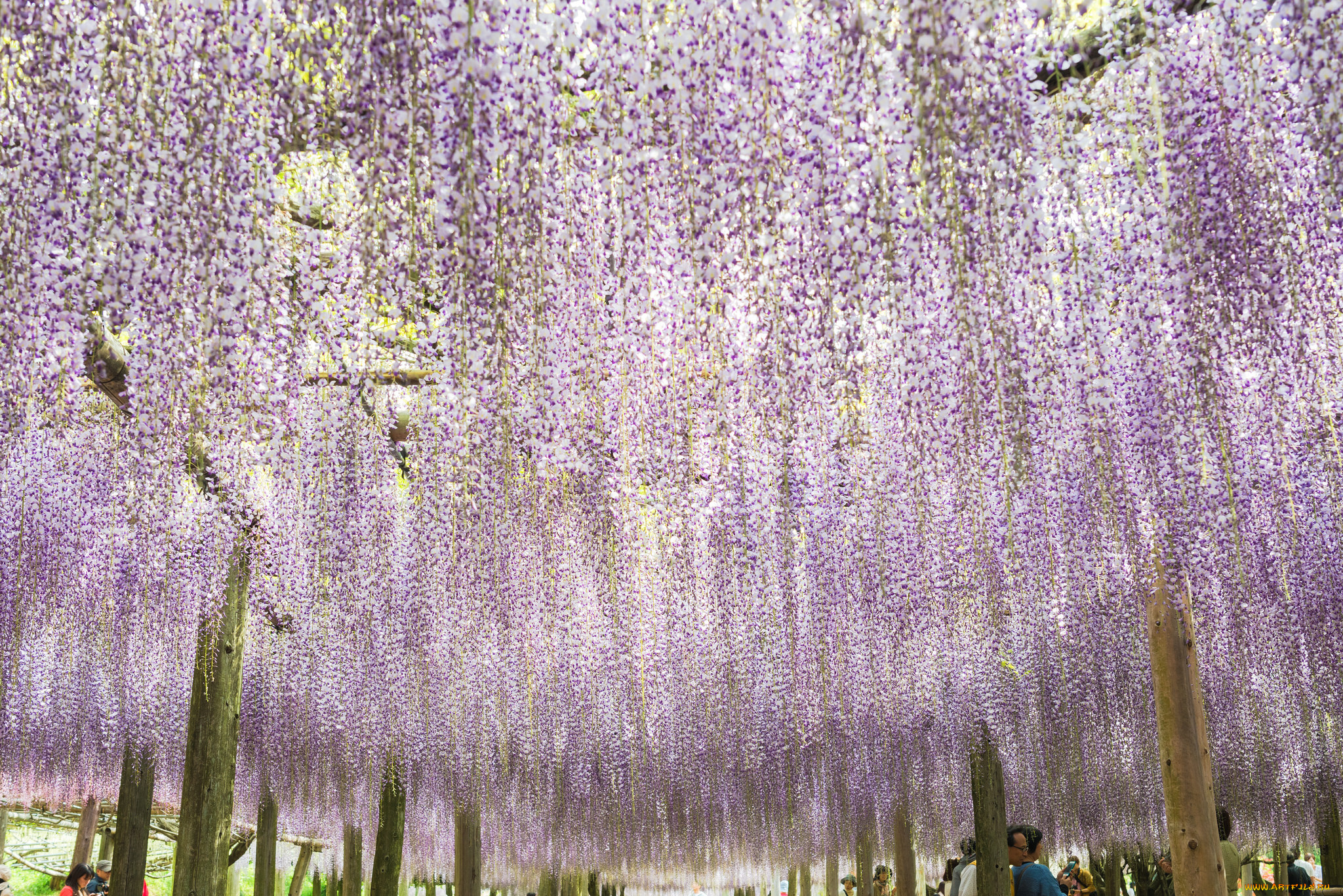 цветы, глициния