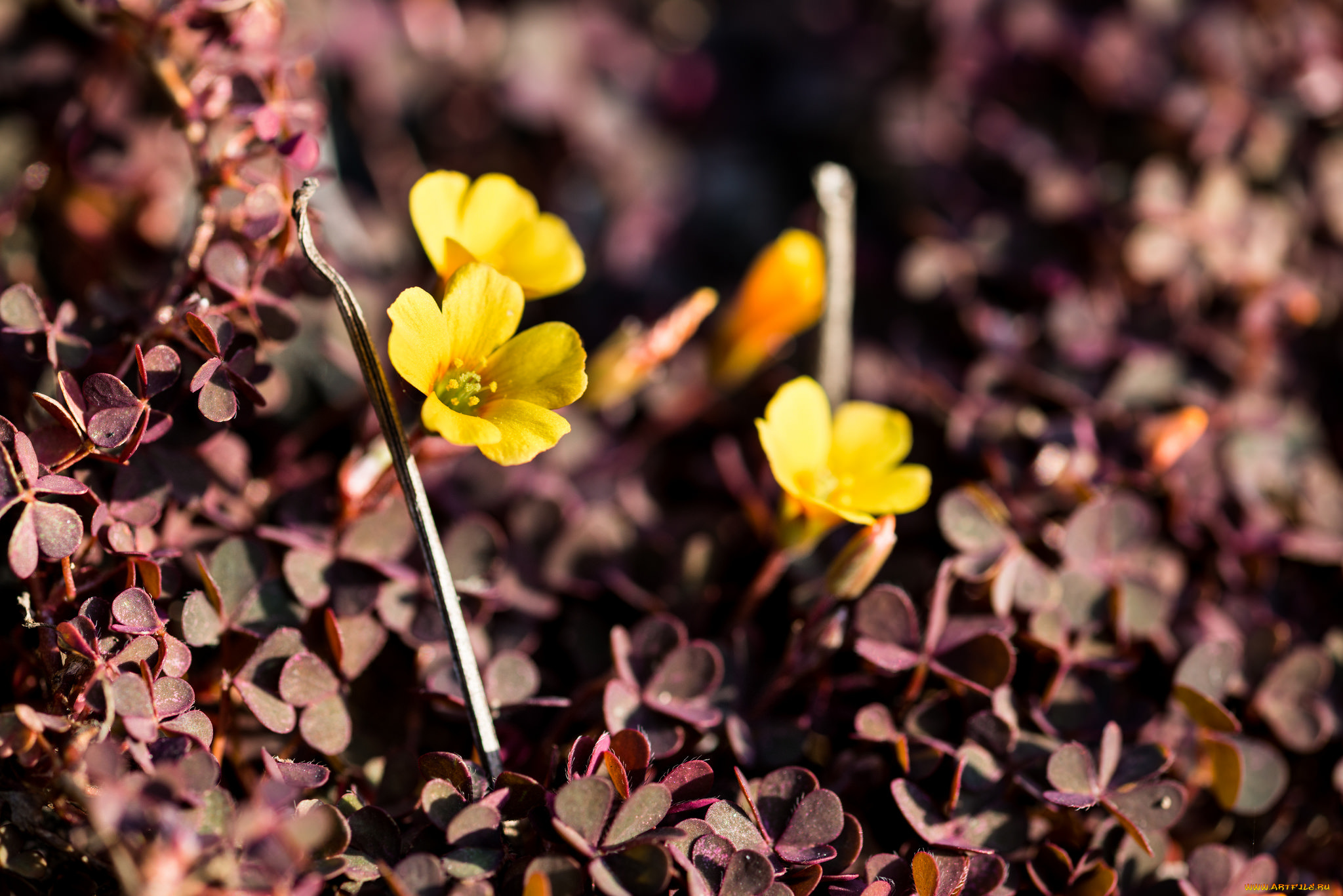 цветы, луговые, , полевые, , цветы, трава, жёлтые, ковёр, макро, растения