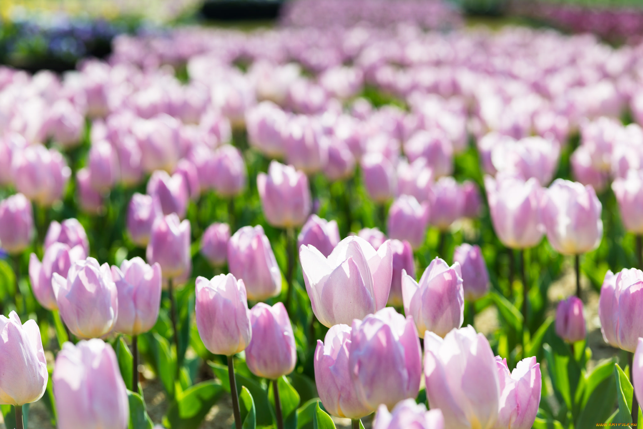 цветы, тюльпаны, сиреневые, поле