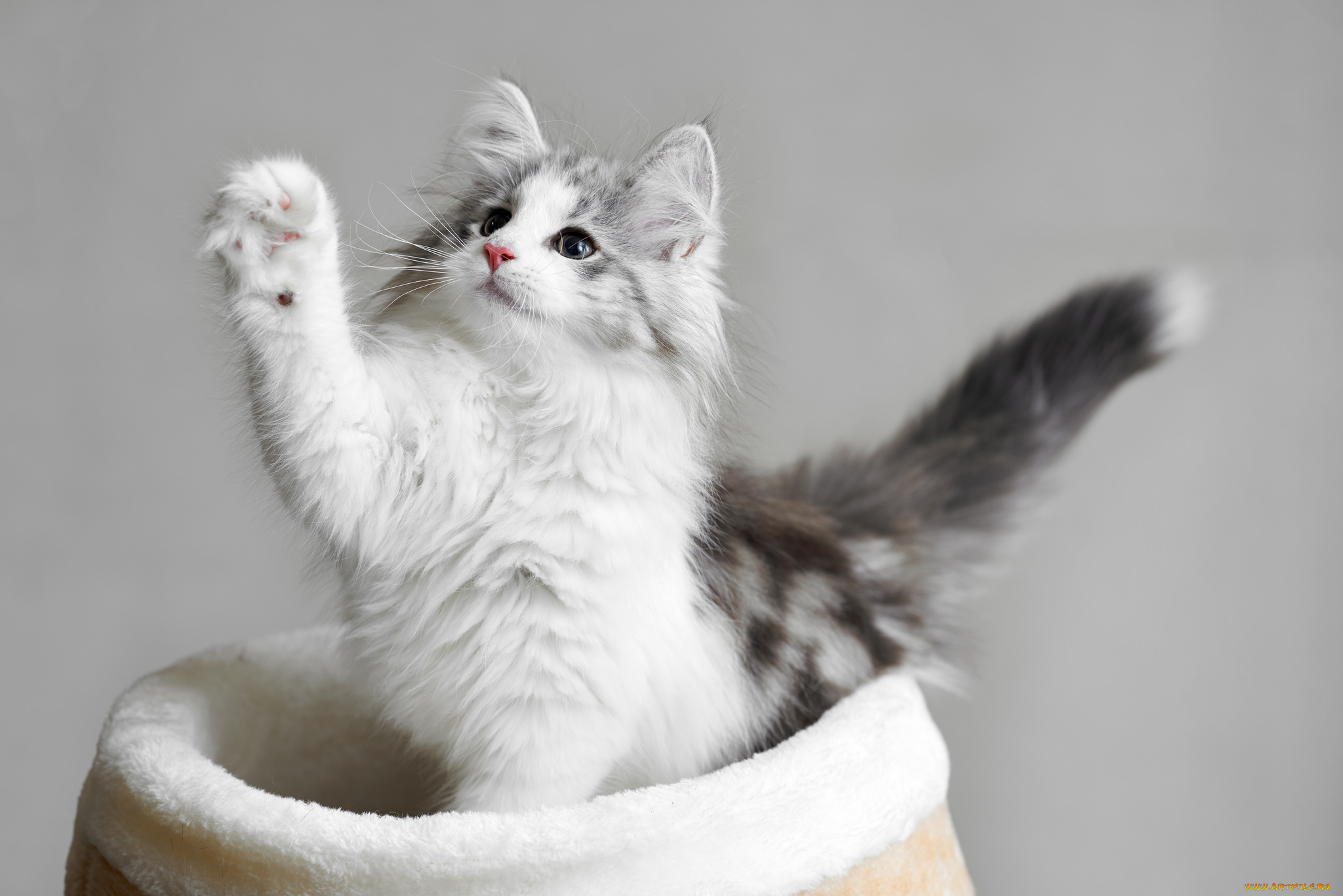 животные, коты, киса, взгляд, кошка, кот, коте, мешок, лапка