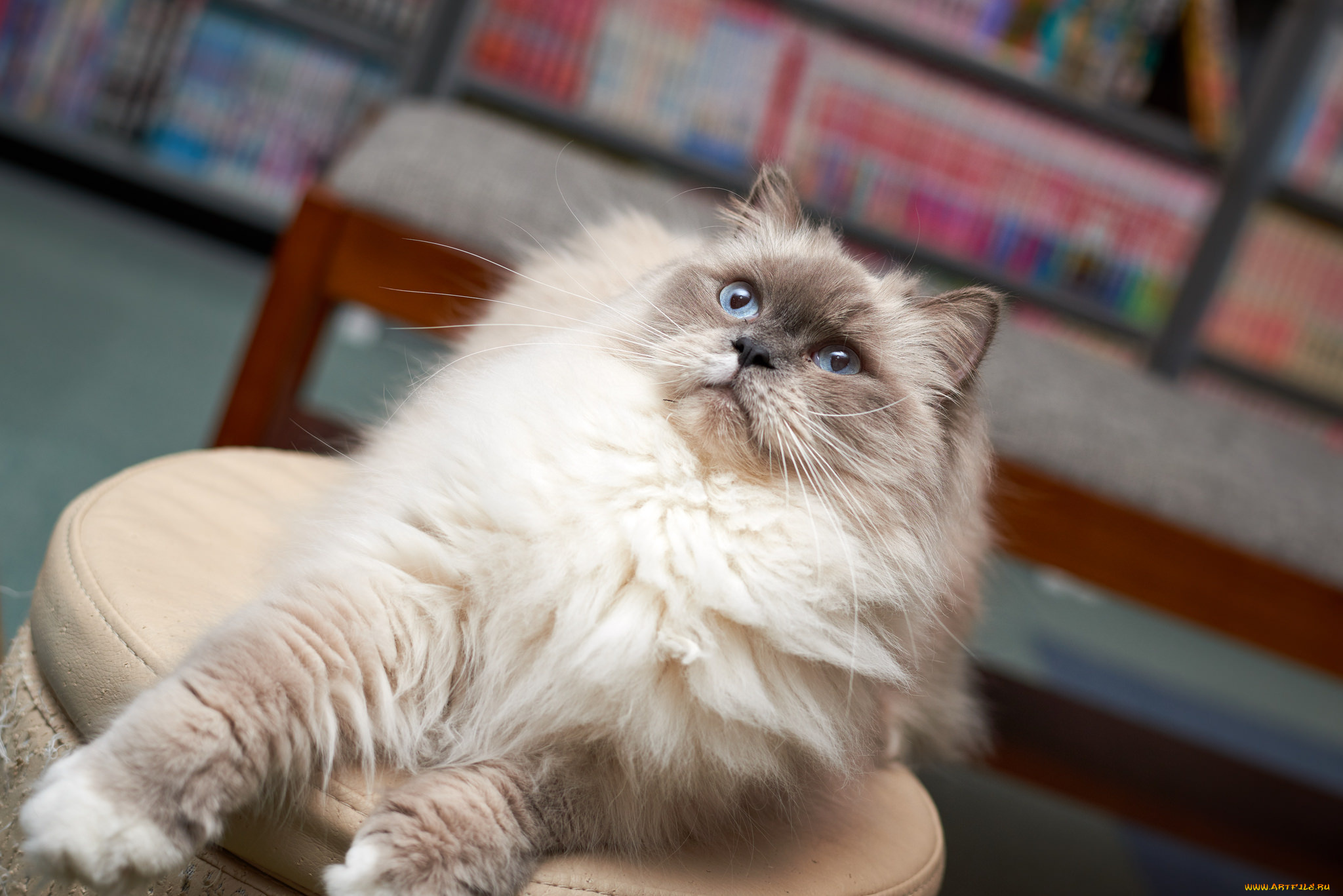 животные, коты, кошка, киса, кот, коте, взгляд