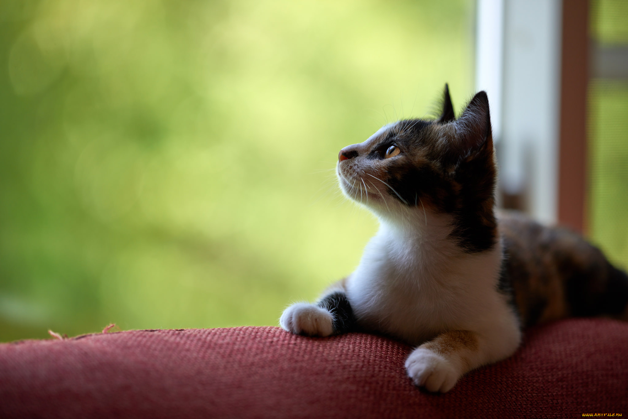 животные, коты, кошка, кот, коте, киса