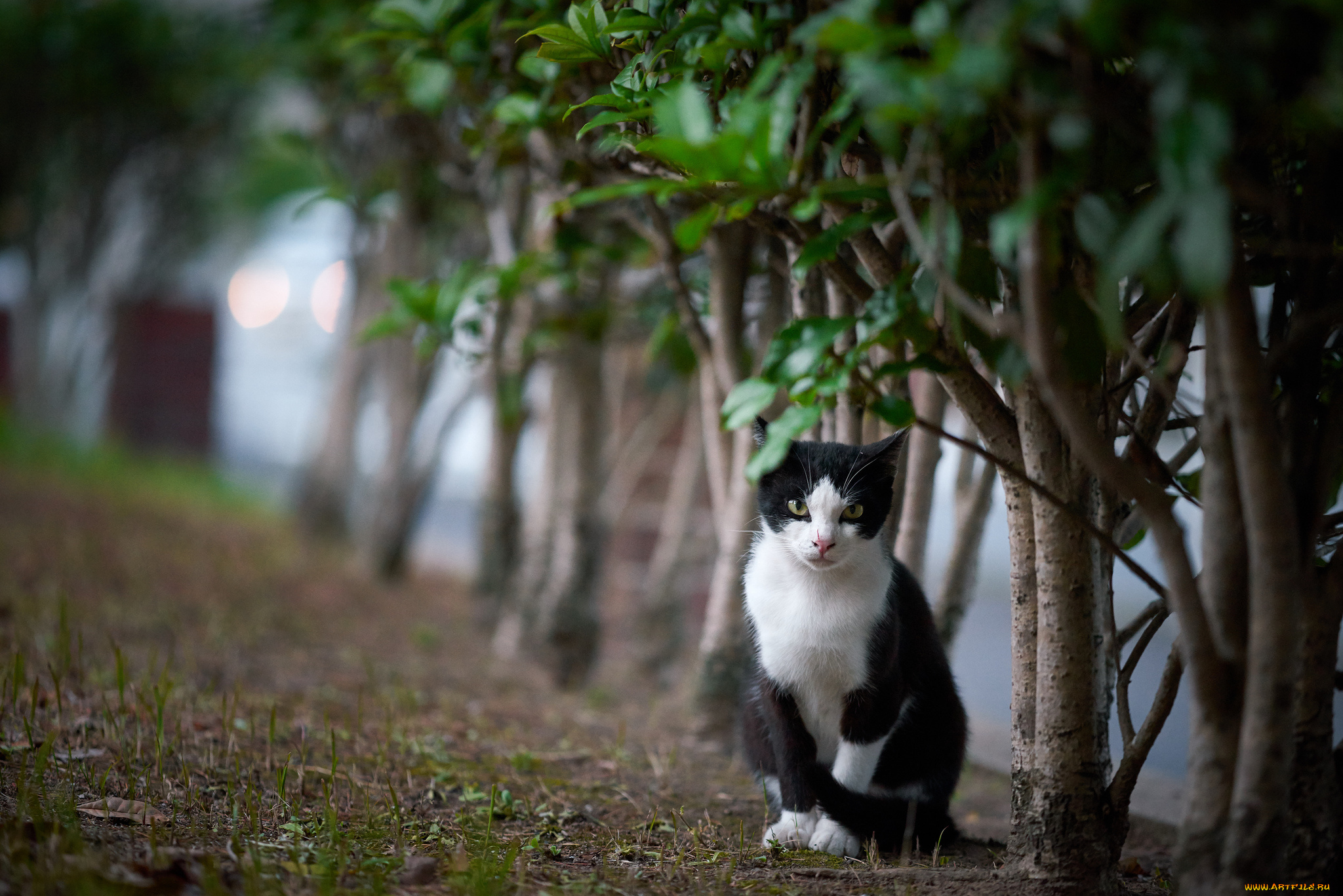 животные, коты, кошка, кот, коте, киса, природа, кусты