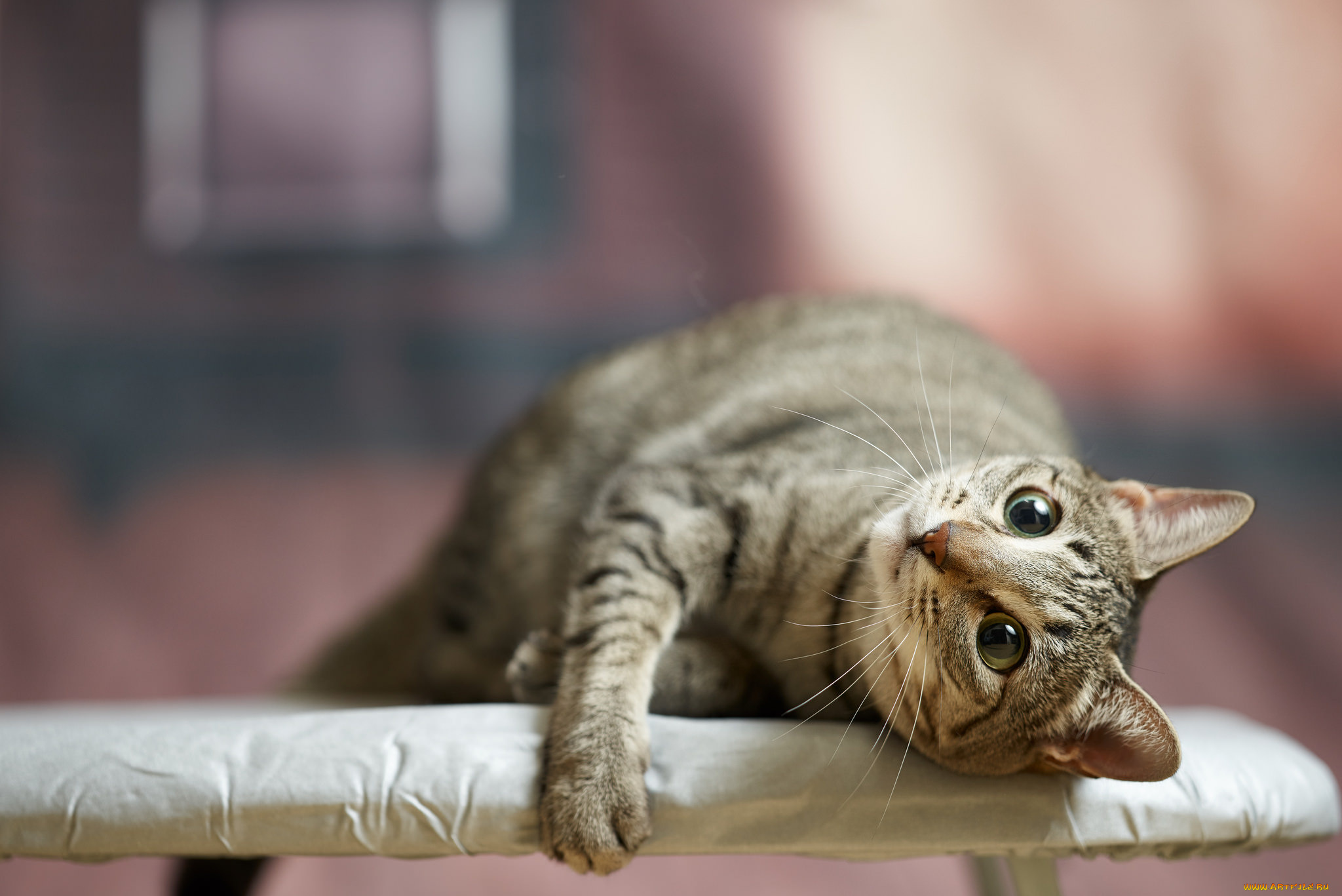 животные, коты, коте, кошка, кот, киса, взгляд