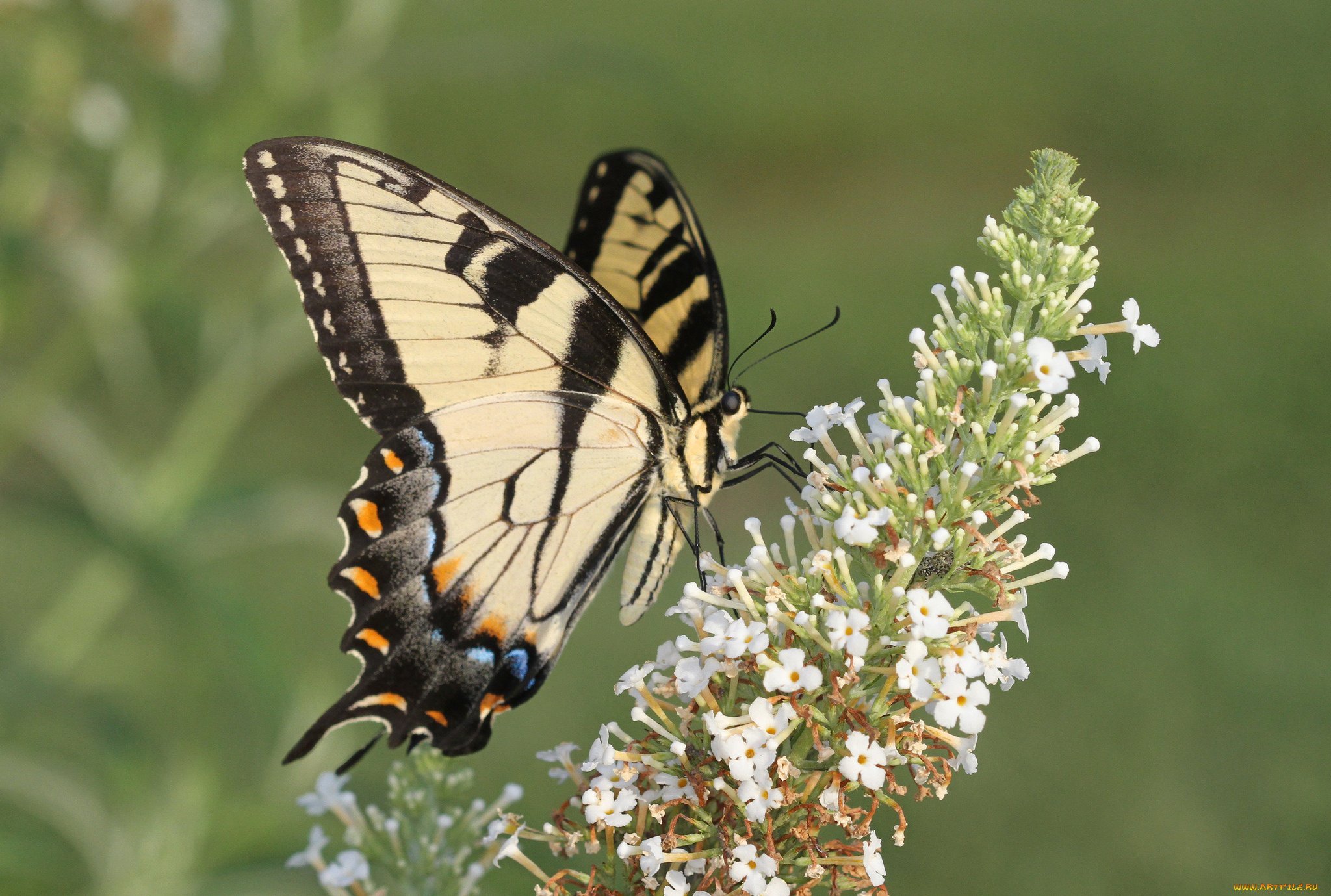 животные, бабочки, , мотыльки, , моли, бабочка