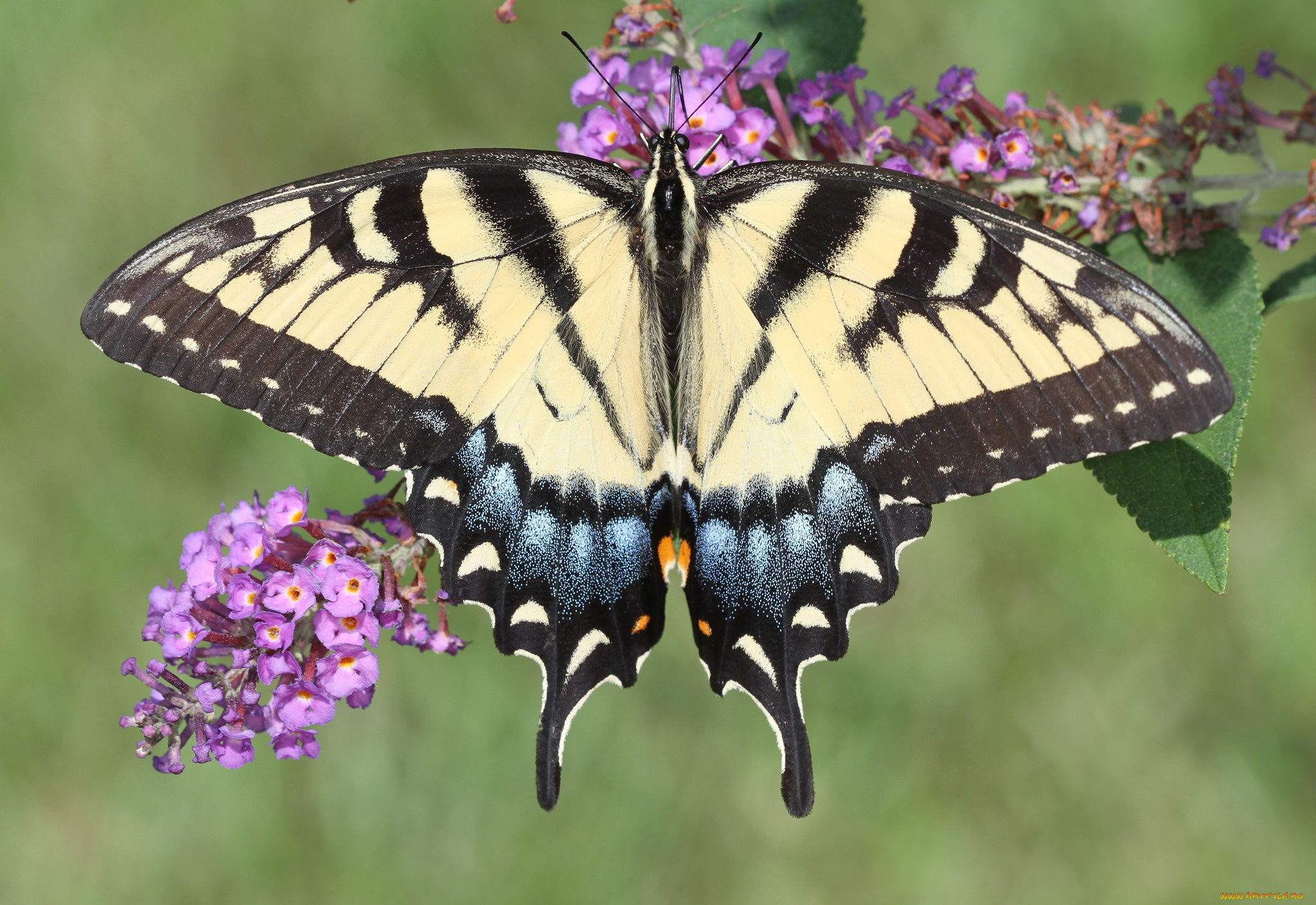 животные, бабочки, , мотыльки, , моли, бабочка