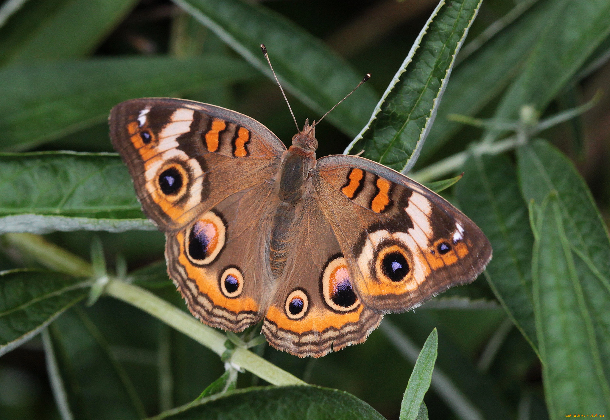животные, бабочки, , мотыльки, , моли, бабочка