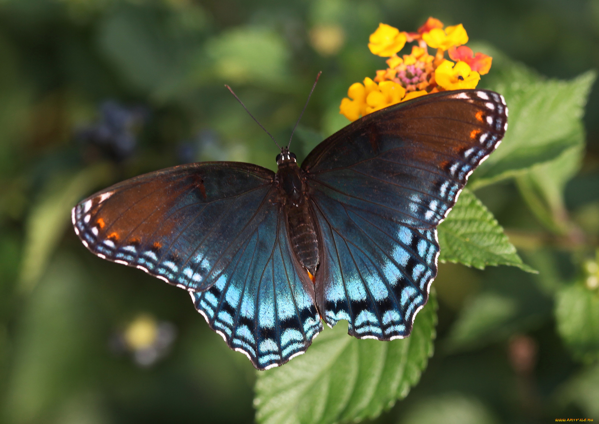 животные, бабочки, , мотыльки, , моли, бабочка