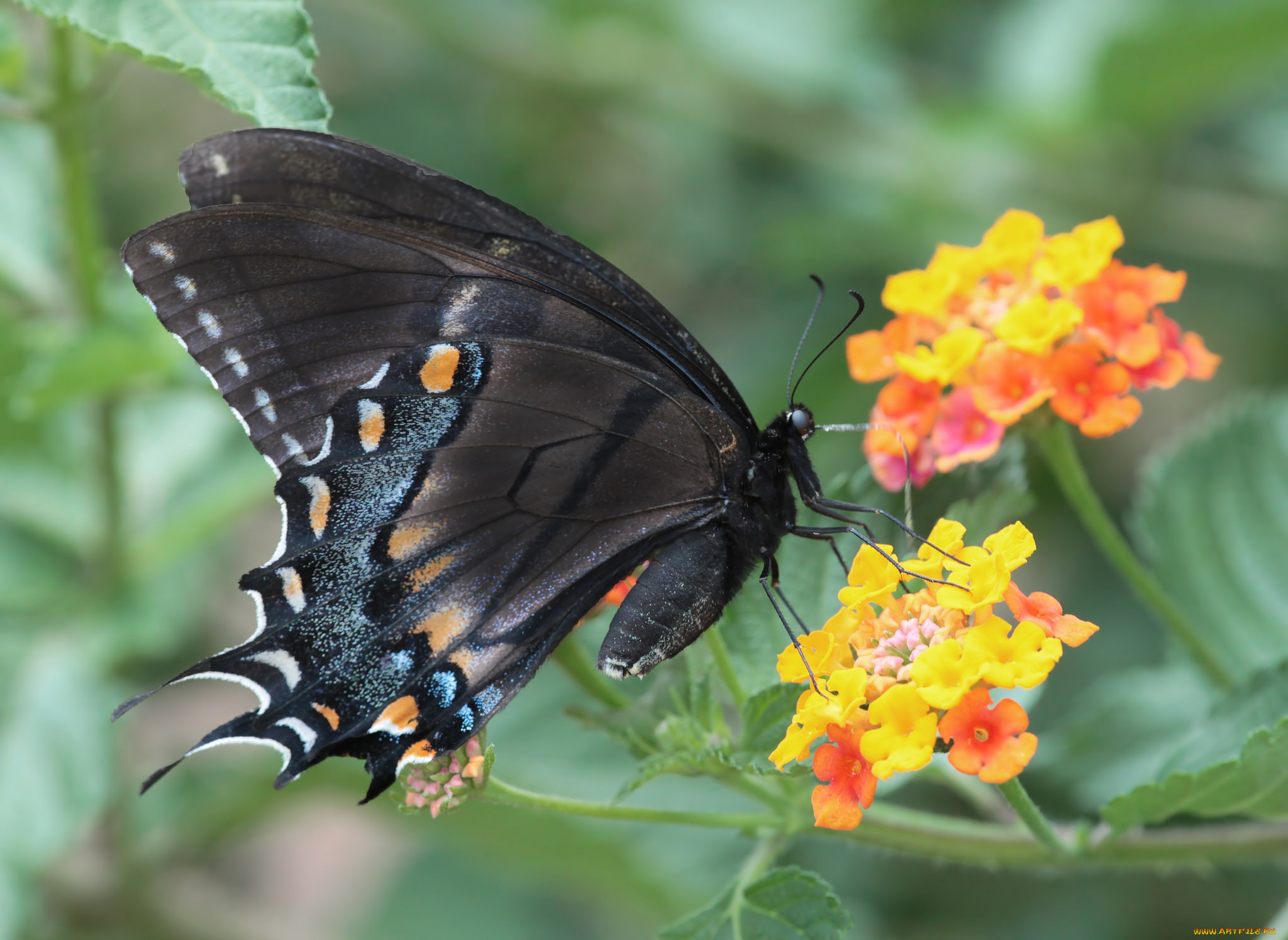 животные, бабочки, , мотыльки, , моли, бабочка