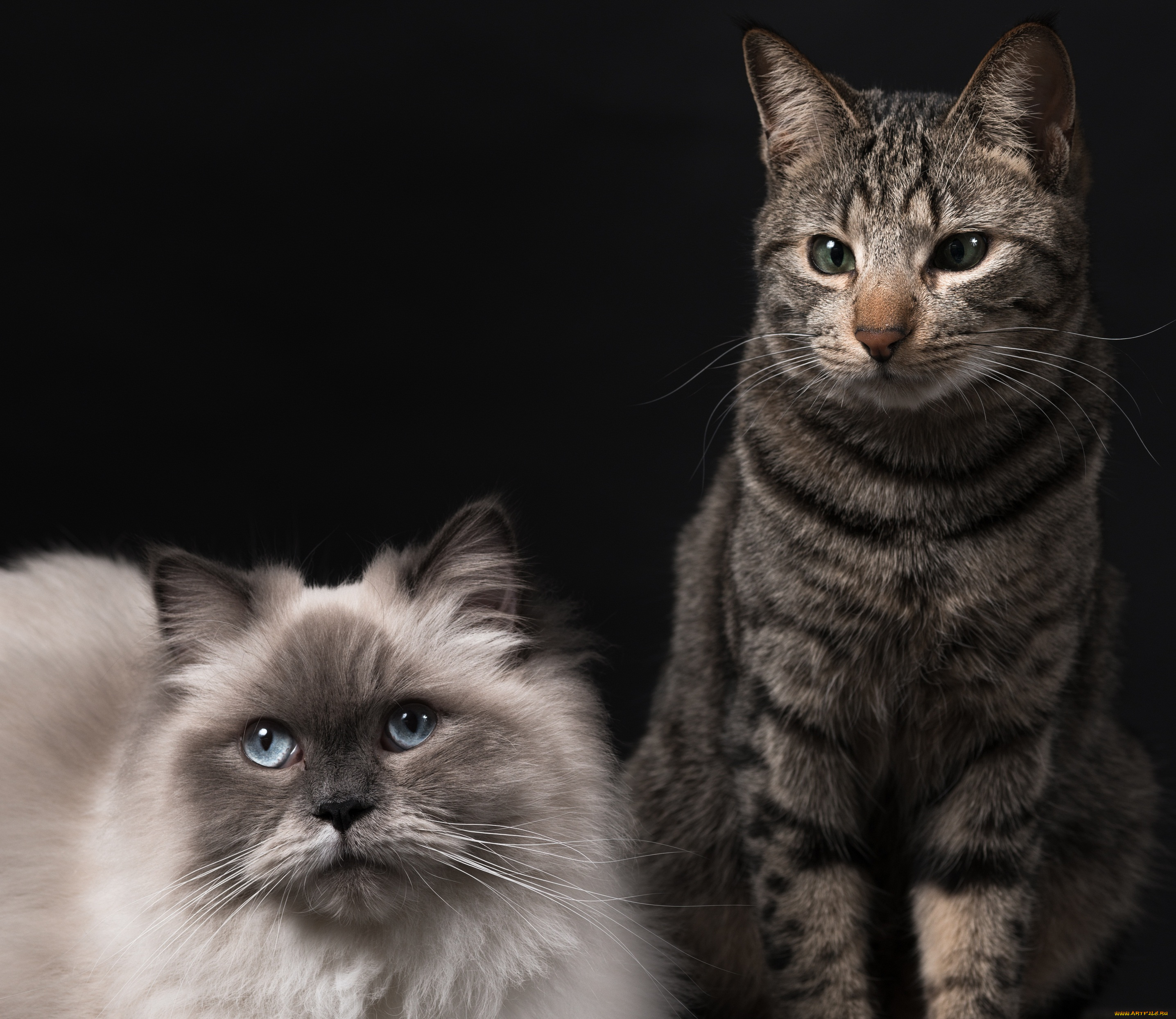 животные, коты, пара, тёмный, фон, кошки