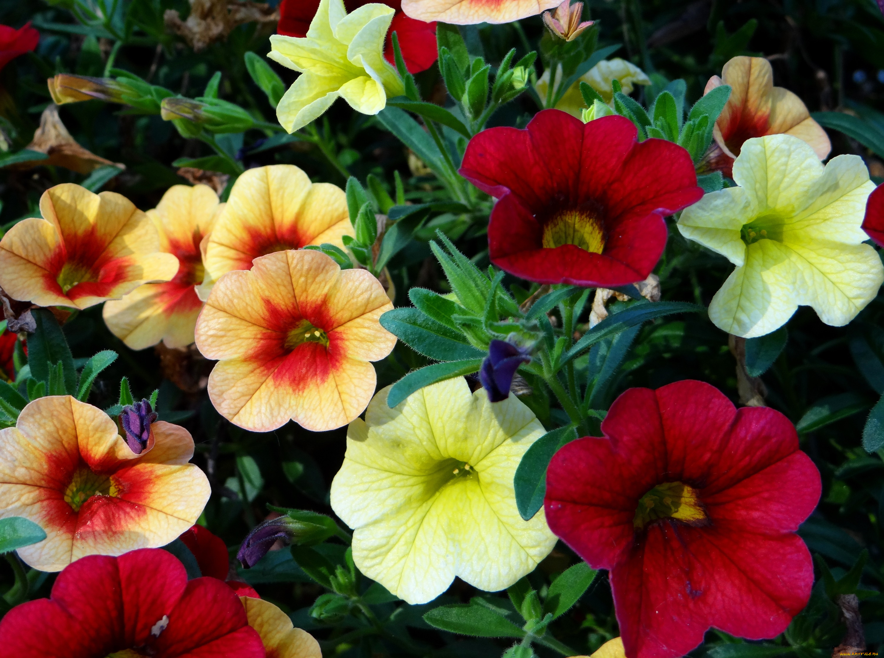 цветы, петунии, , калибрахоа, листья, лепестки, природа, поле, луг