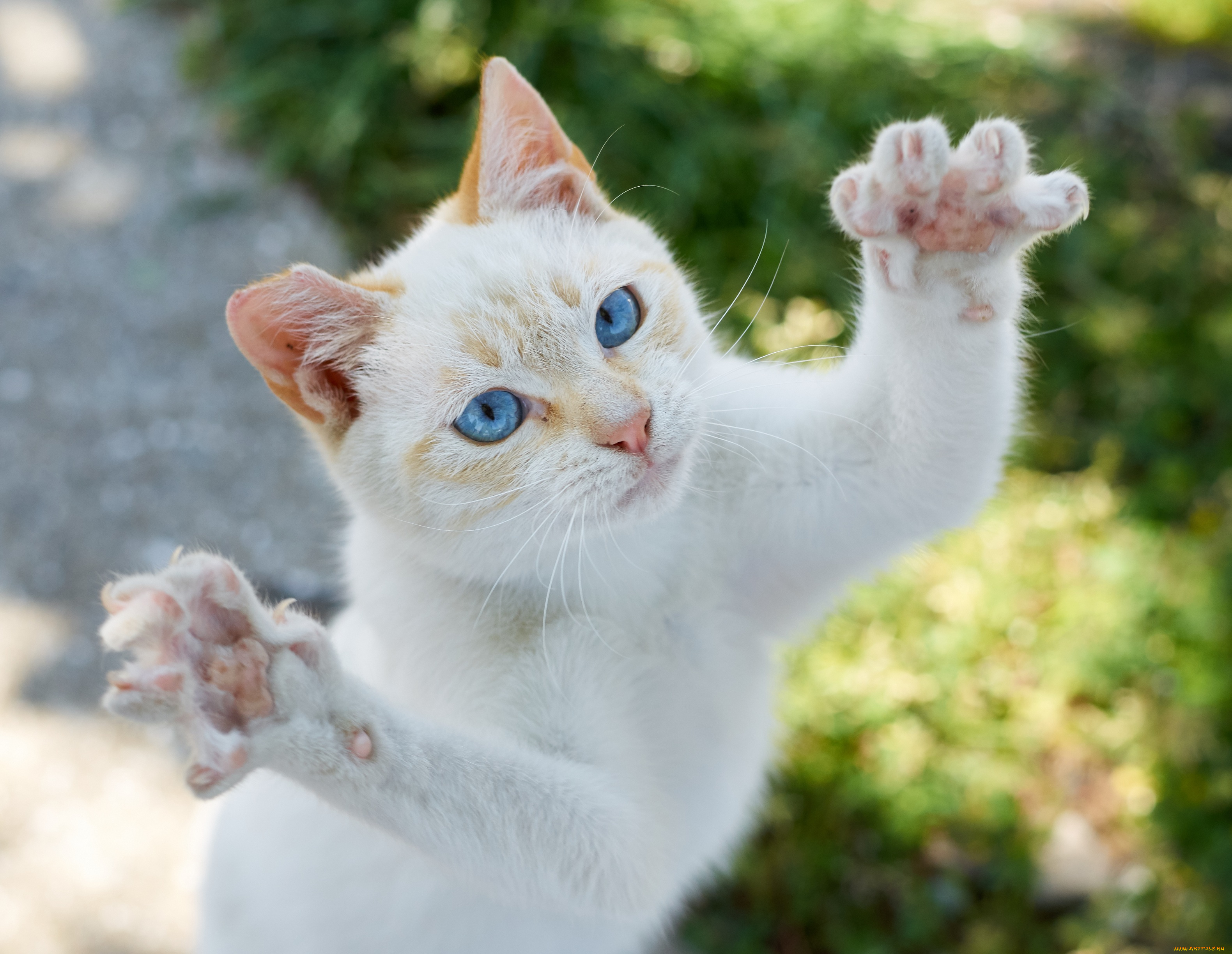 животные, коты, коте, кошка, взгляд, лапки, кот, киса