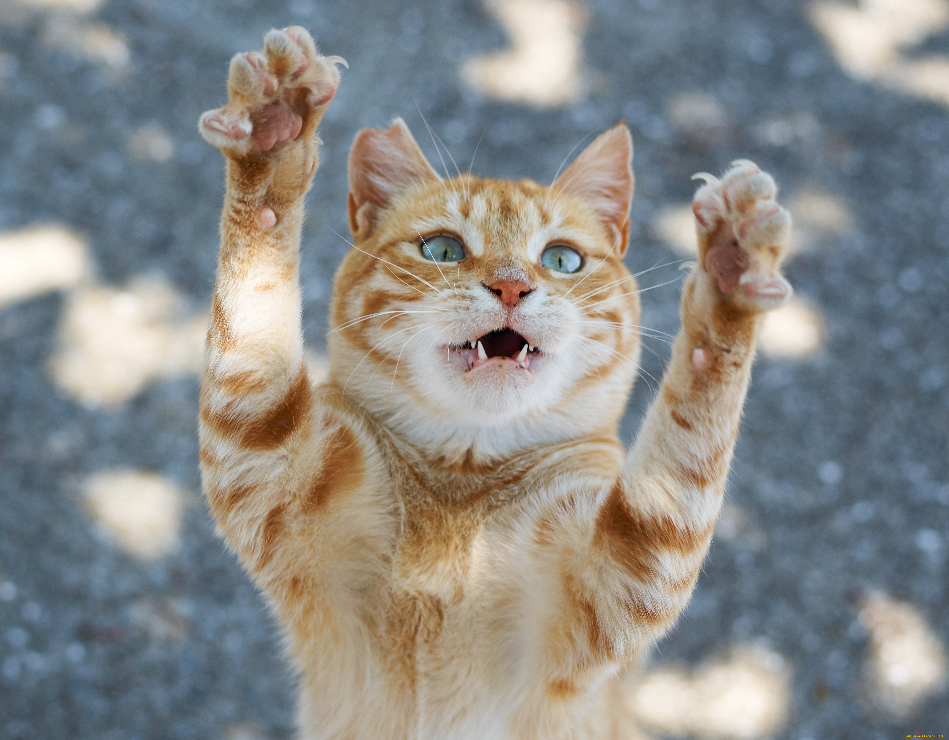 животные, коты, рыжий, лапки, взгляд, кошка, коте, киса, кот